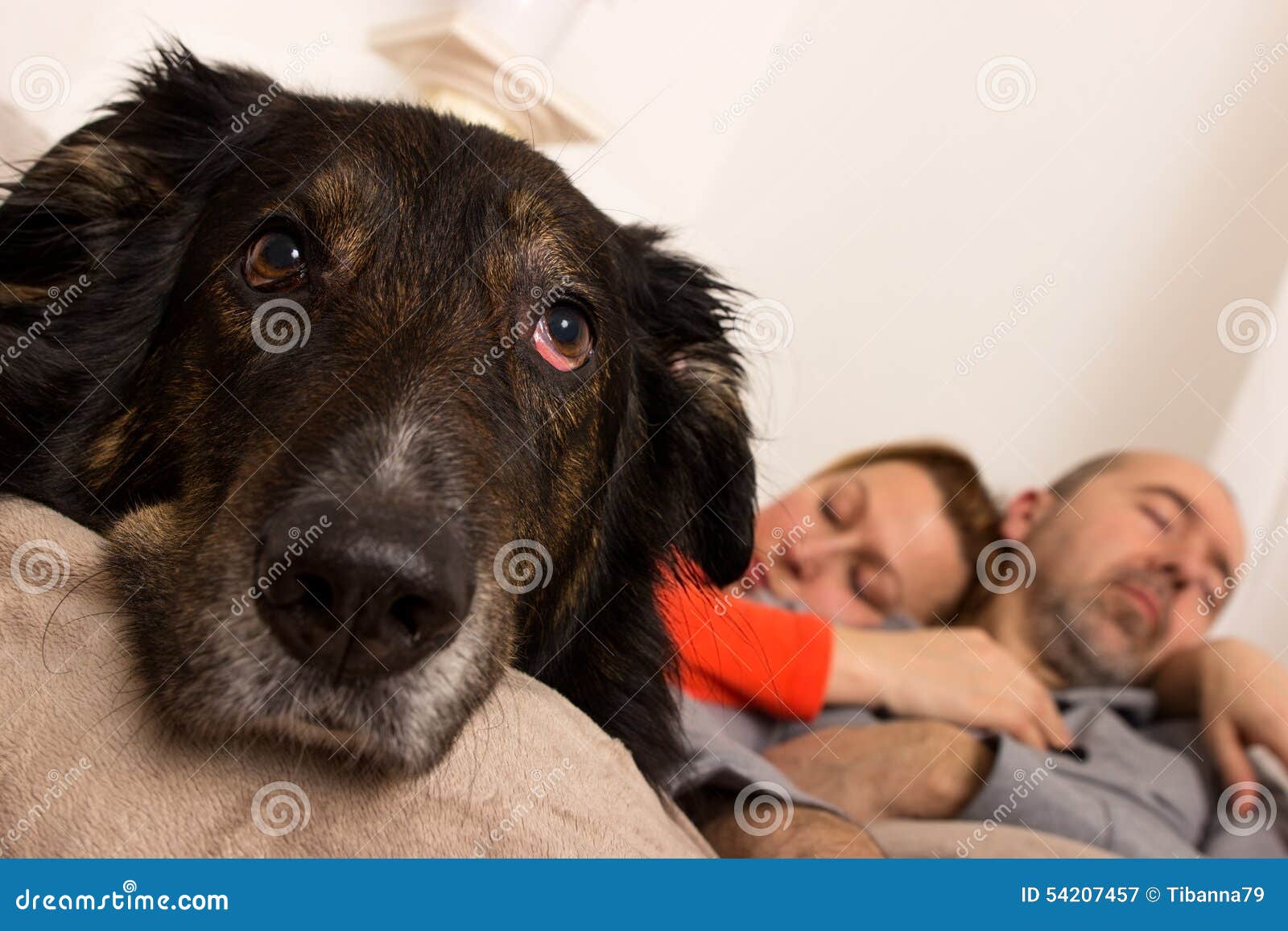 Ein trauriger Hund stockbild. Bild von einsam, tiere 54207457