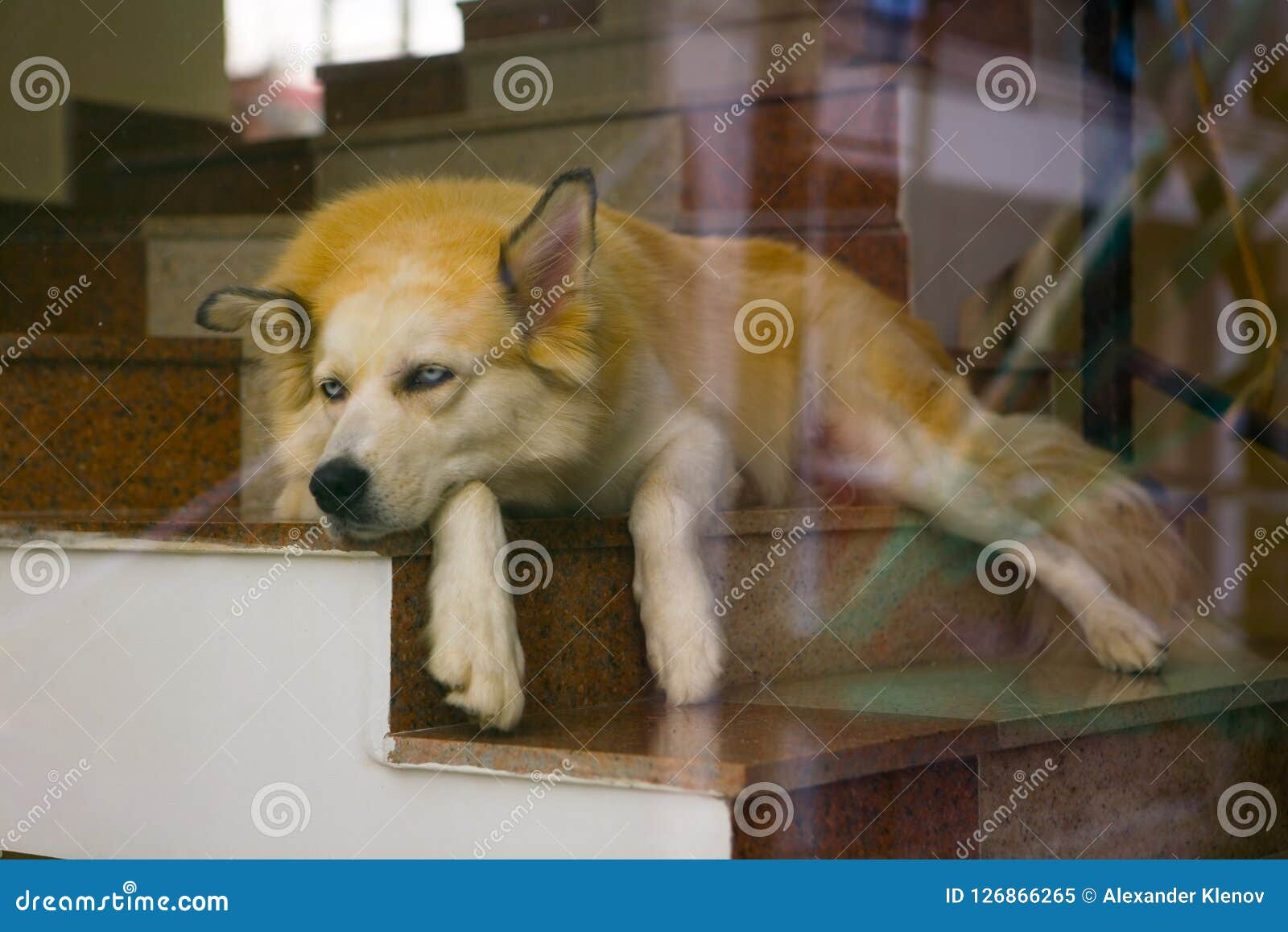 Ein Trauriger Hund Mit Blauen Augen Ist Auf Den Schritten Stockbild