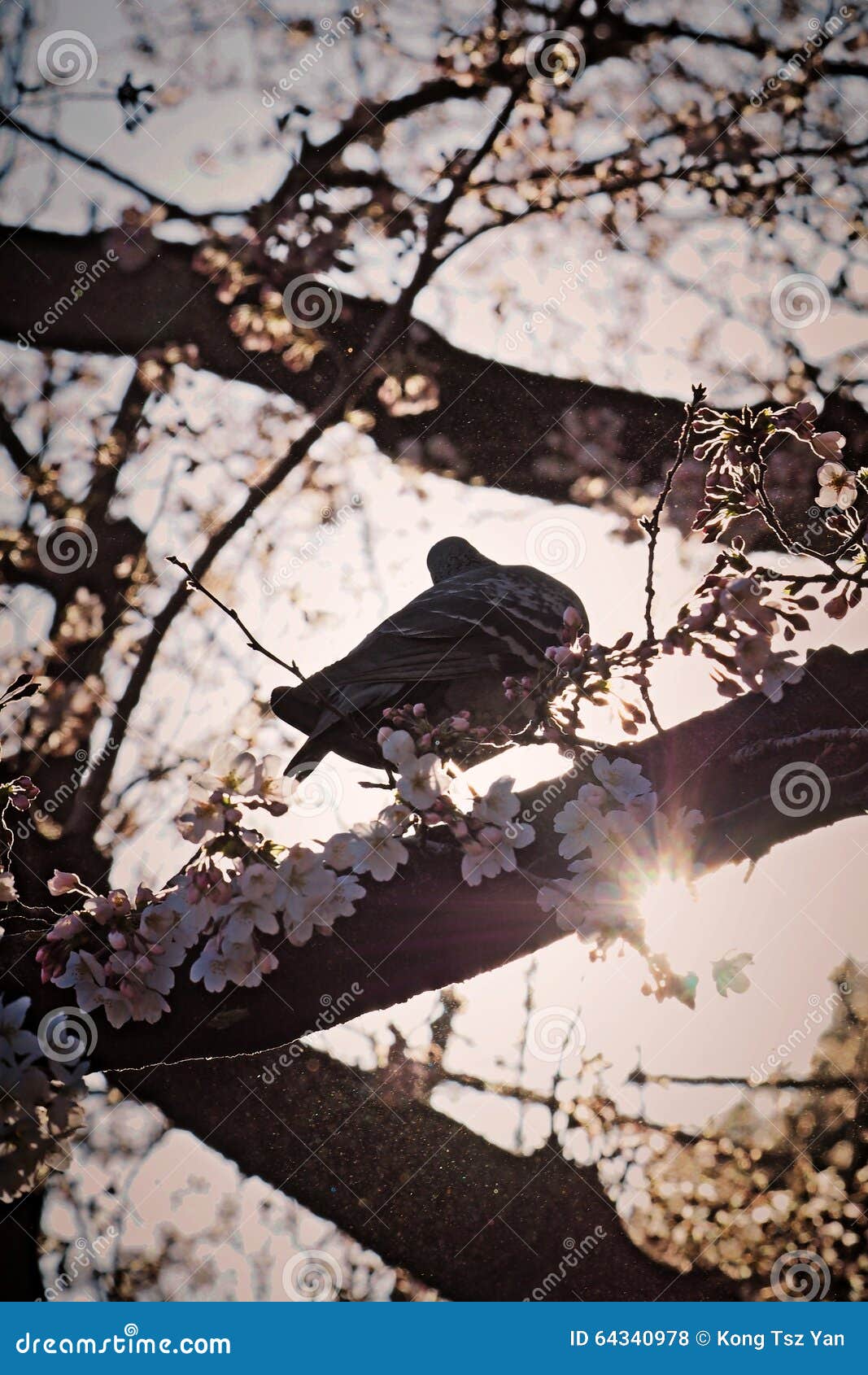 EIN VOGEL IST BEREIT ZU FLIEGEN. Ein Vogel ist im Sonnenschein und wird fertig zu fliegen