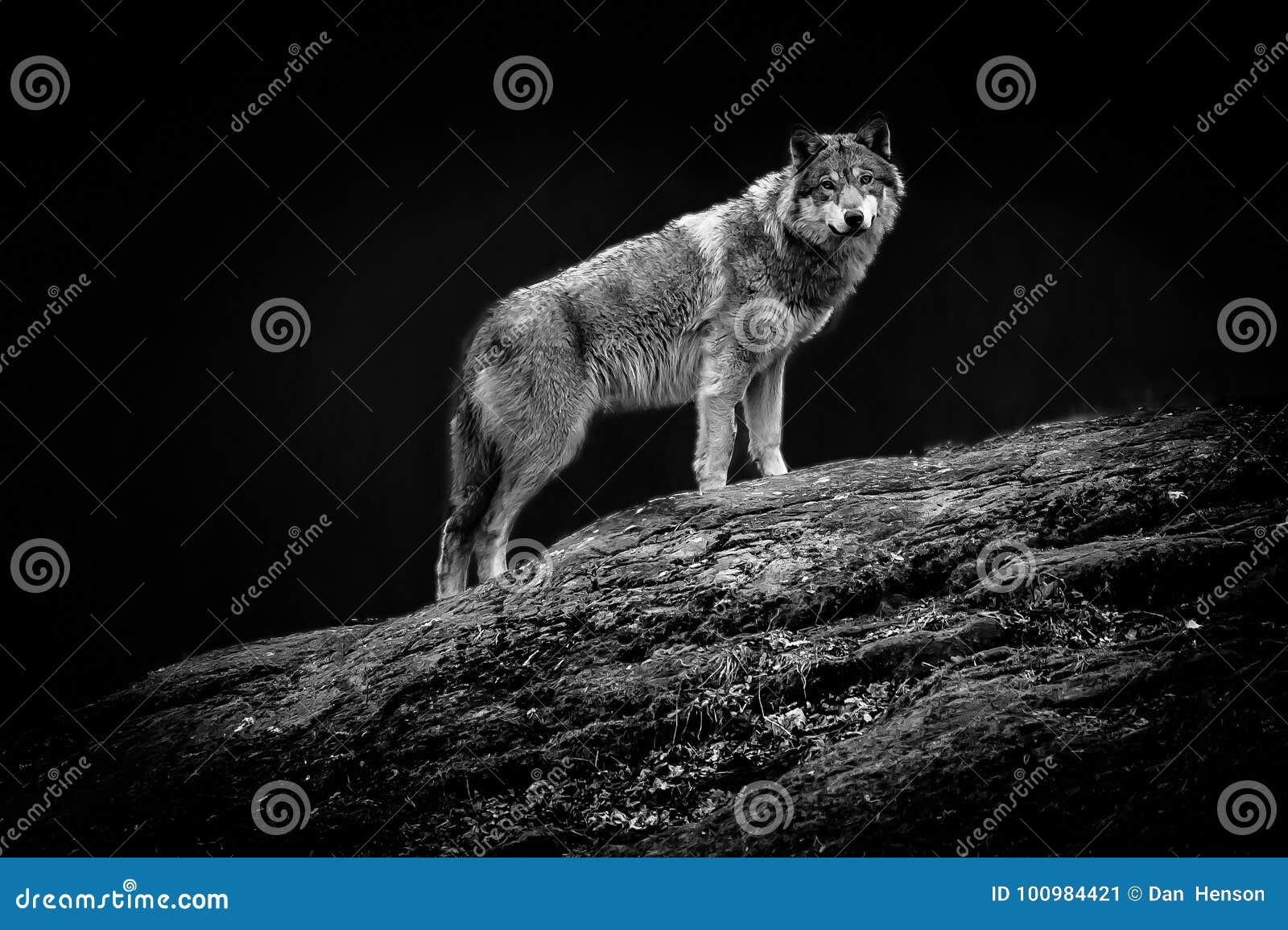 Ein Wolf, Der Neugierig, Schweden Anstarrt Stockbild Bild von hund