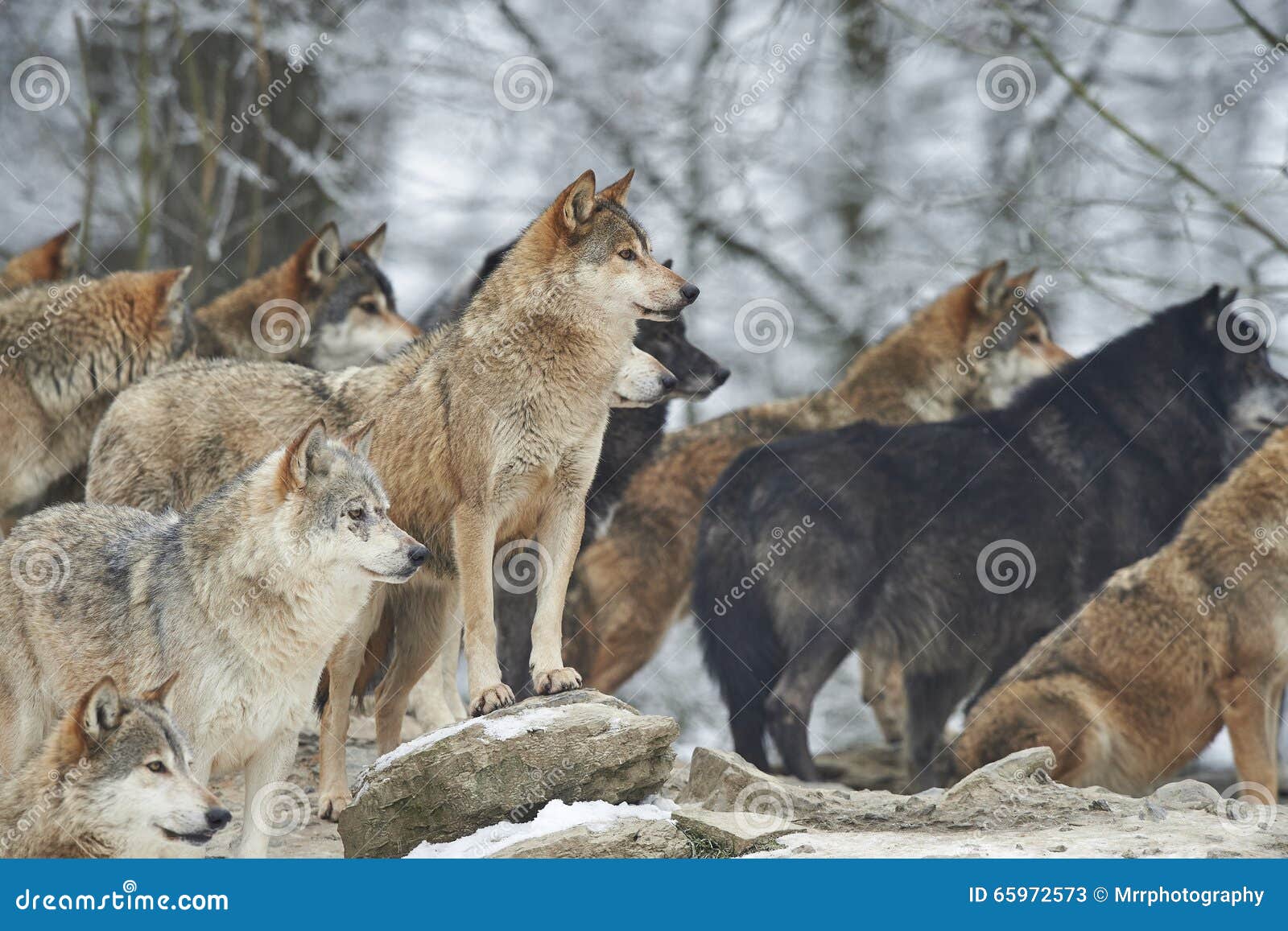 150 Wolfsrudel Fotos Kostenlose Und Royalty Free Stock Fotos Von Dreamstime