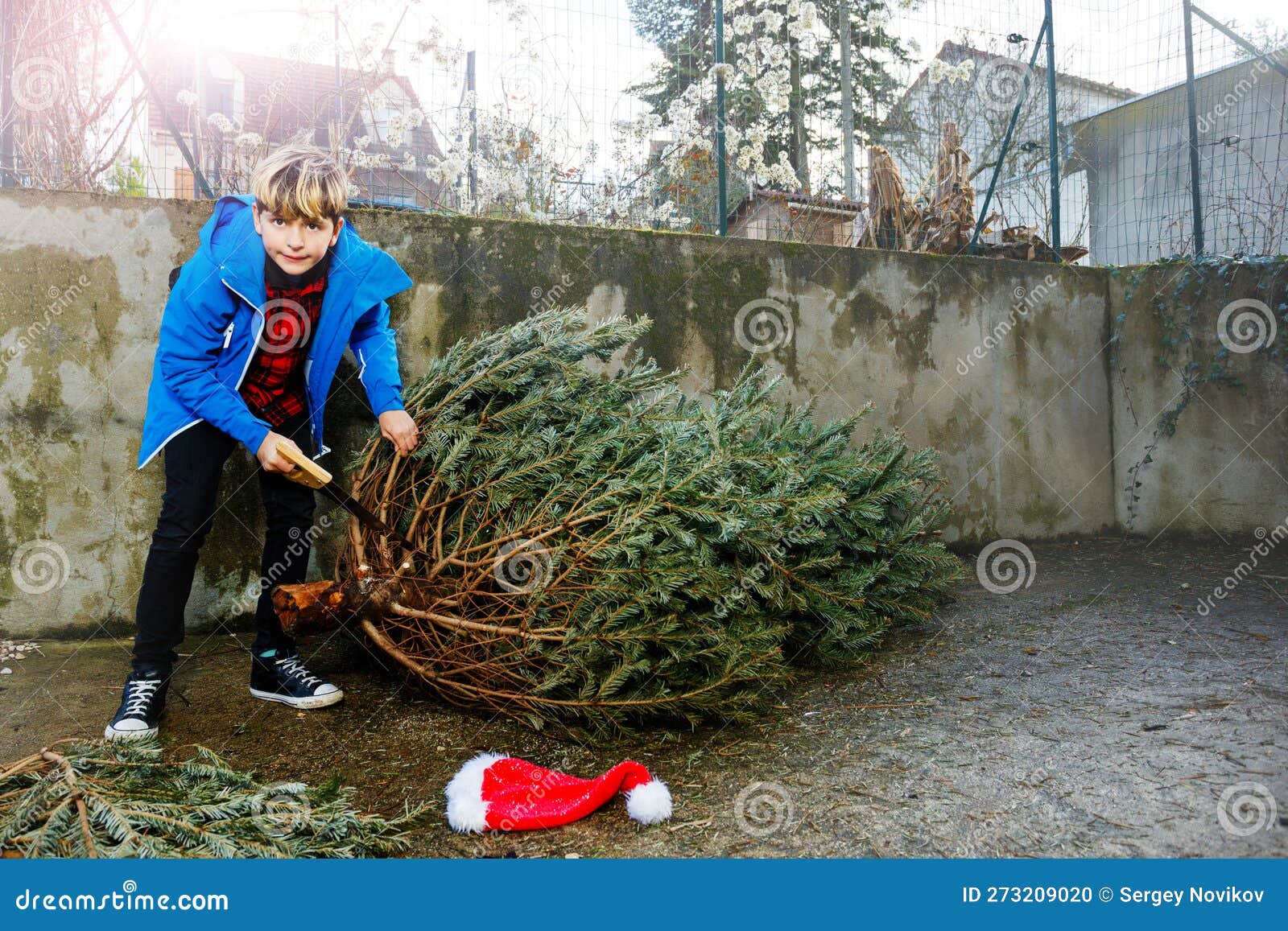 Einde Vakantie. Knul Met Zaag Sneeuwt De Tak Van De Kerstboom Af Stock