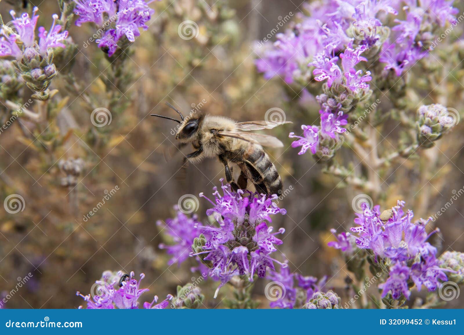 Eine Honigbiene auf wildem Thymian. Eine Honigbiene, die auf wilden Thymian (Kreta, einzieht)