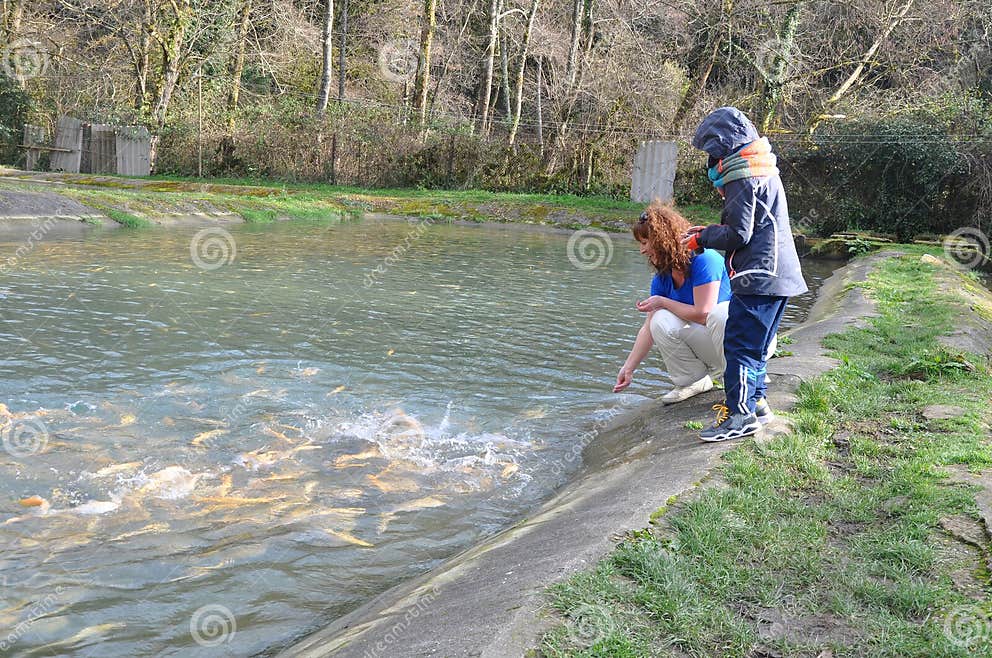 Eine Junge Frau Und Ihr Sohn Stehen Den Teich Mit Fischen Bereit AB