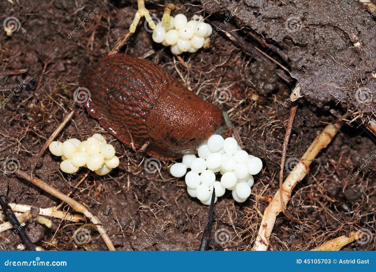 Eine Schnecke legt Eier stockbild. Bild von eier, land 45105703