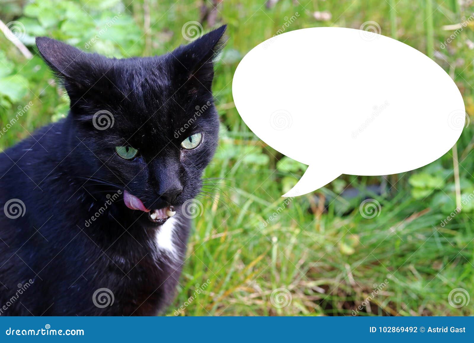 Eine Schwarze Katze Leckt Ihren Mund Eine Katze Findet Das