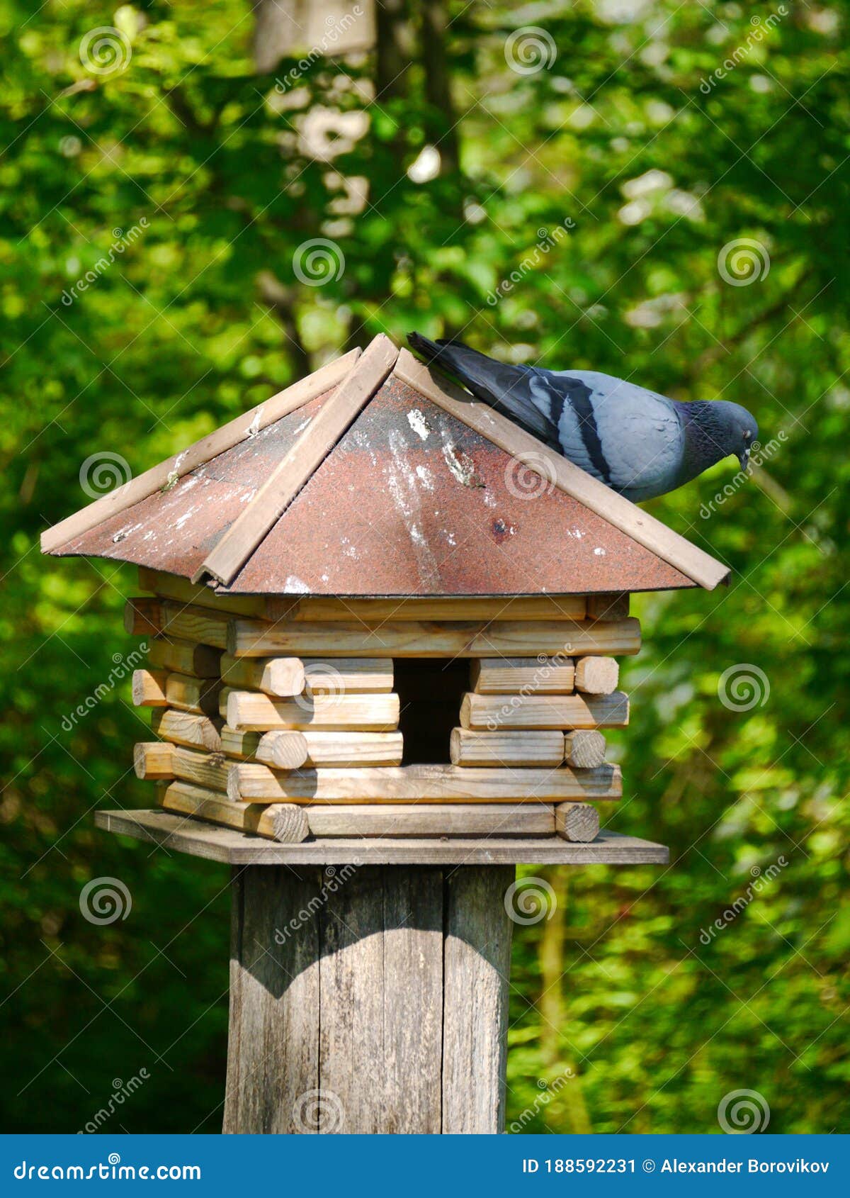 Eine Taube Wird Ein Vogelhaus Nach Stockbild Bild von grün