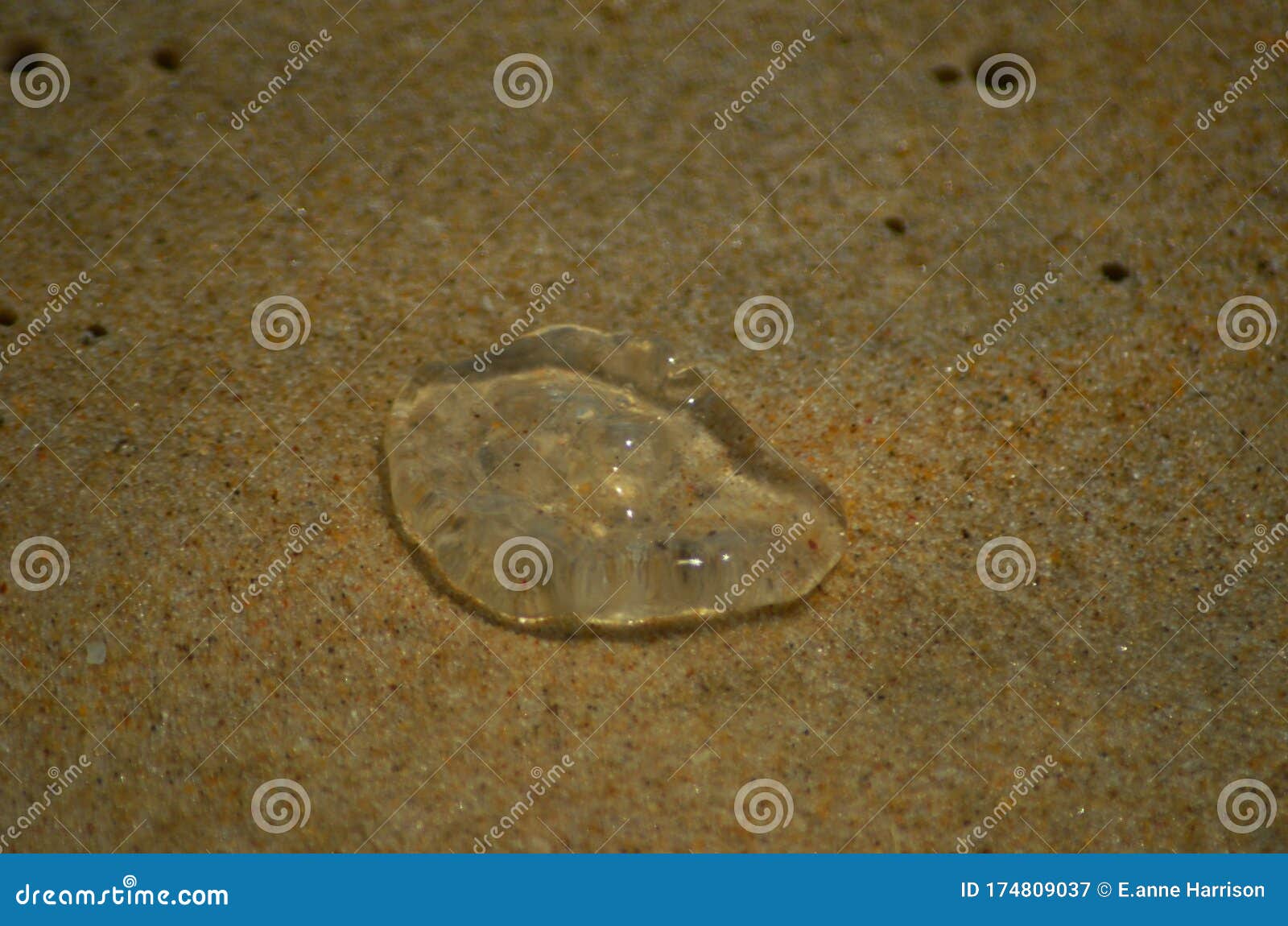 Eine Transparente Qualle Sitzen Auf Dem Sand Stockbild - Bild von ...