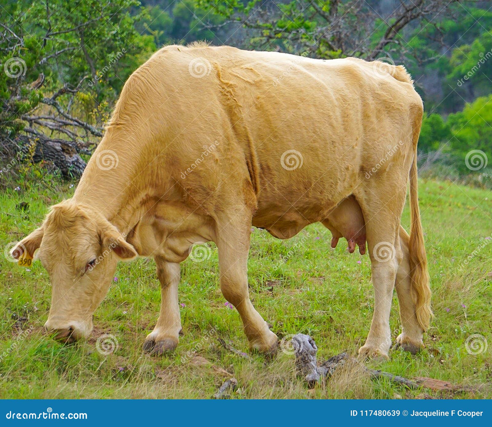 Eine Weibliche Kuh In Einer Weide Stockbild Bild von