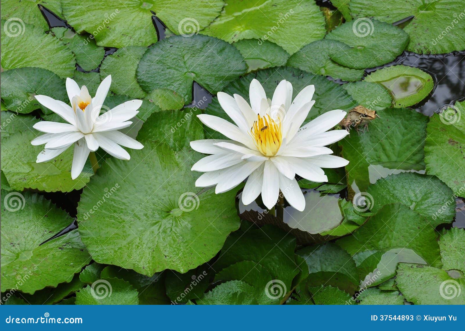 Eine weiße Lilie der Vollblüte und eine blühende whilte Lilie. Weiße Lilien werden als das Symbol für einen rechtschaffenen Herrn in China angesehen, während Chinesen glauben, dass Vögel der gleichen Federn sich zusammen scharen.