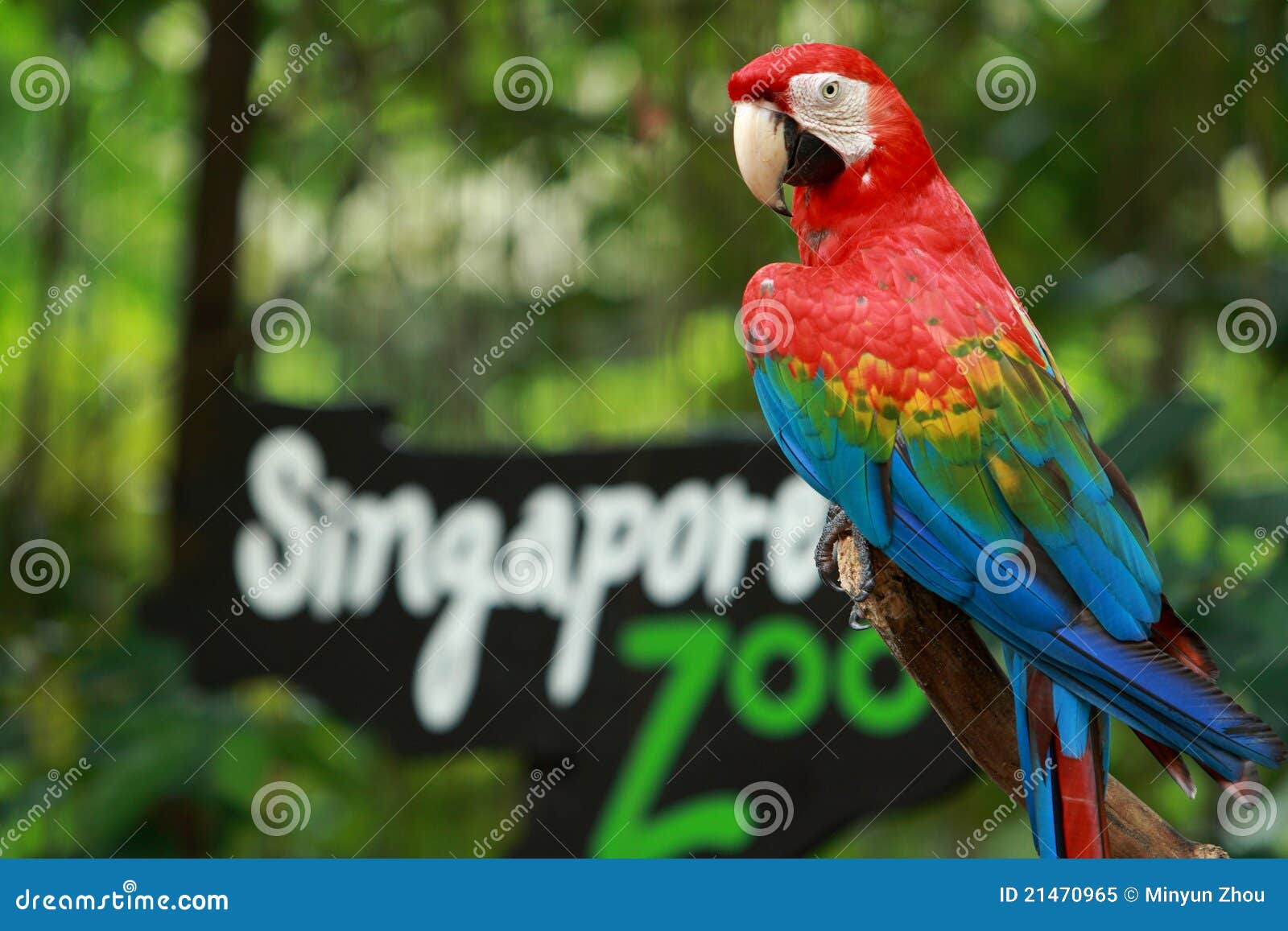 Stehen schöne Papageien einer am Eingang des Singapur-Zoos für Willkommen