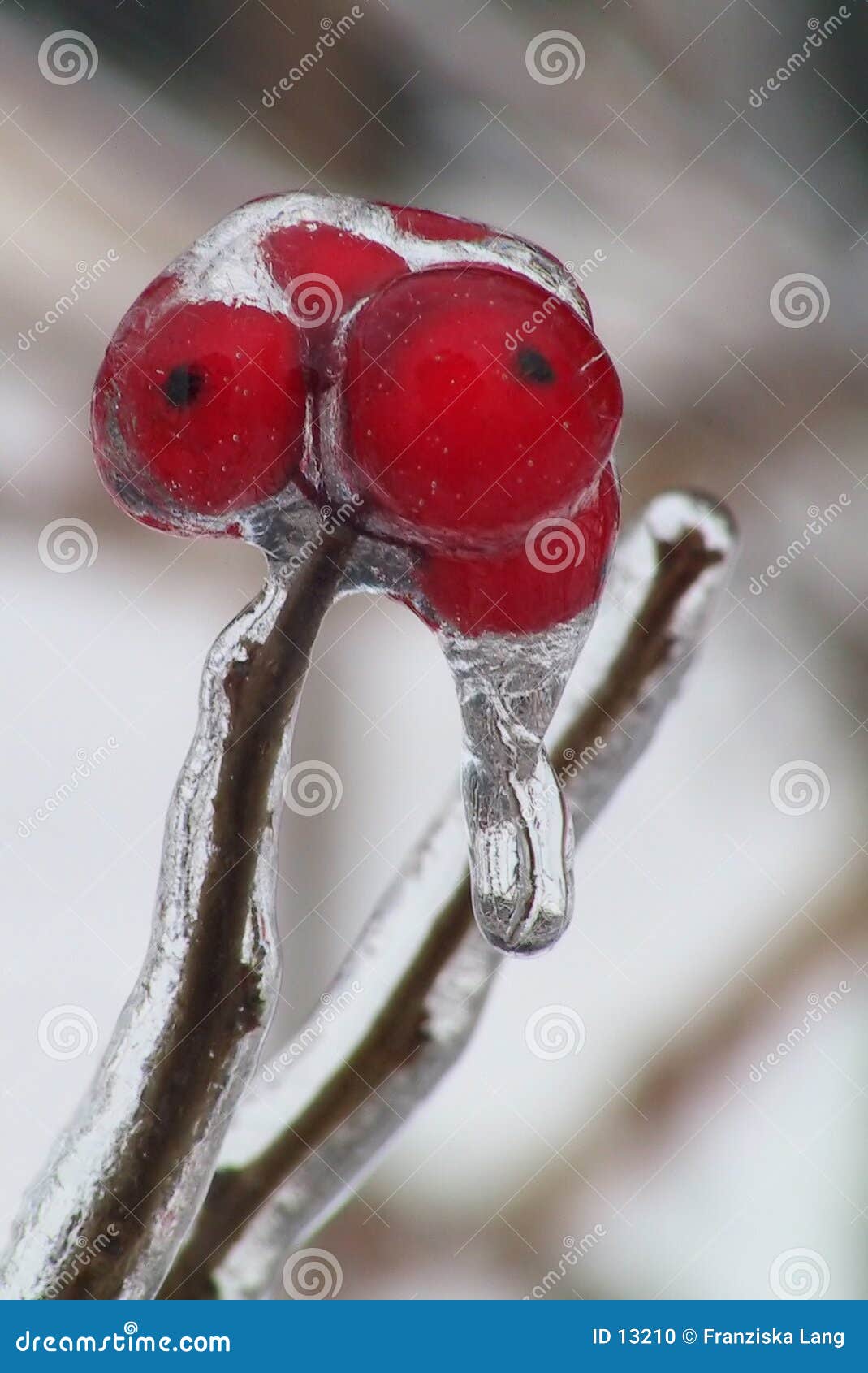 Eingefroren in der Zeit. Rote Beeren vollständig eingehüllt durch Eis nach einem Eissturm.