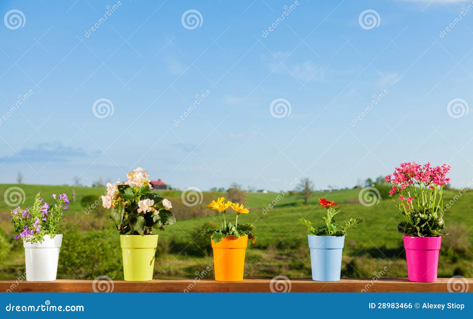 Eingemachte Blumen. Verschiedene Anlagen in den bunten Potenziometern gegen Landeinstellung