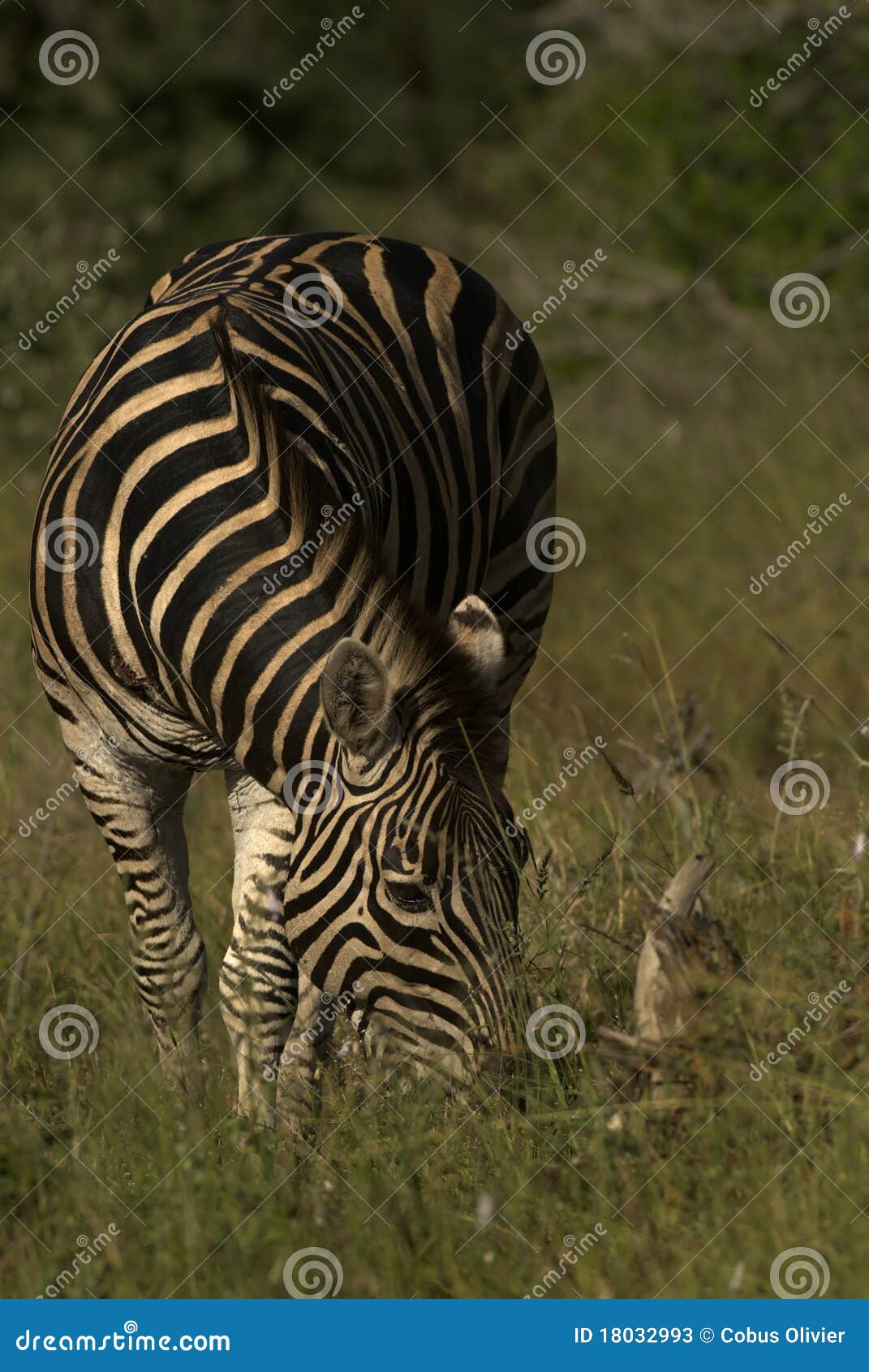 Einsamer Zebra, der auf Gras weiden lässt