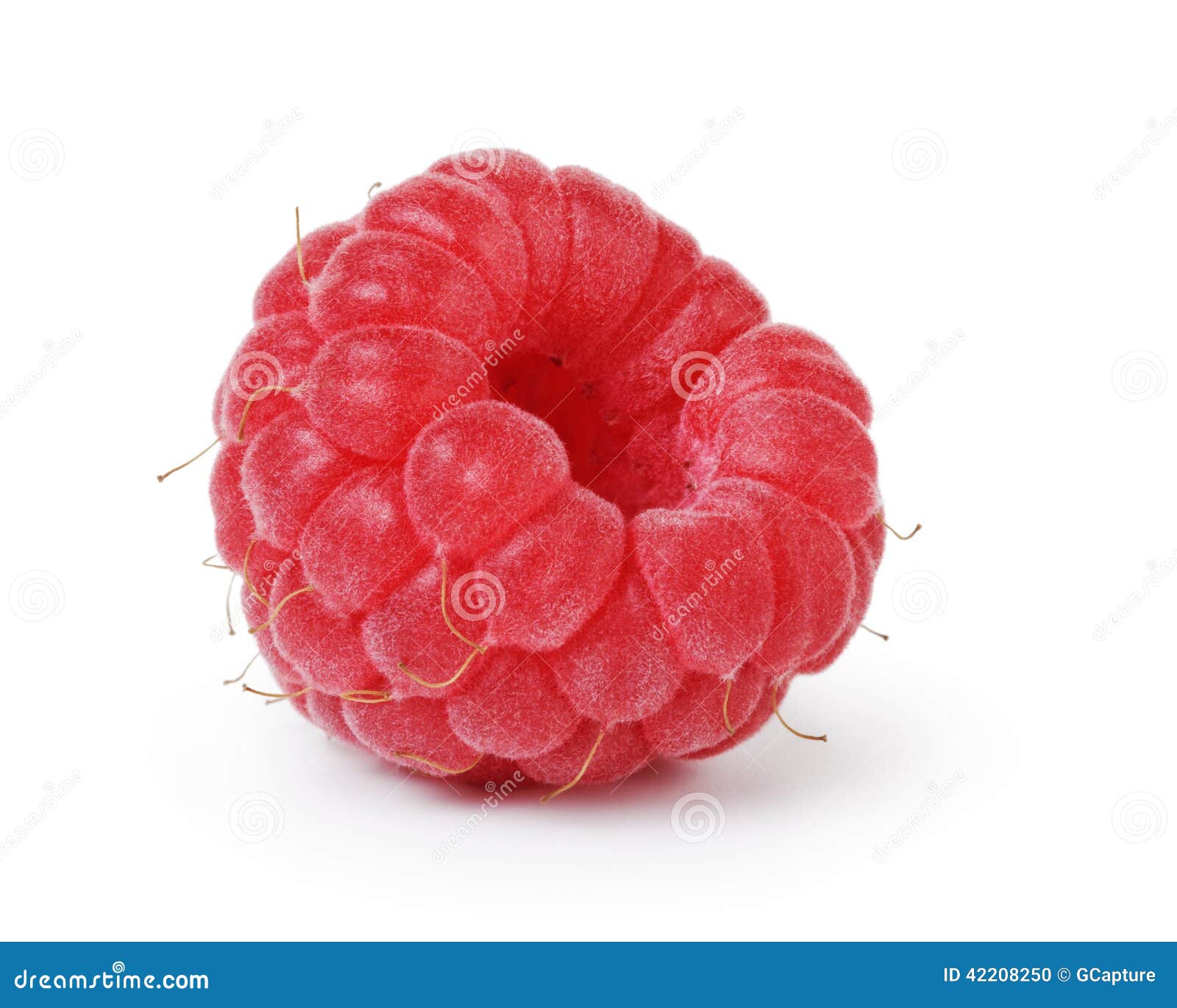 Einzelne Himbeere Hoch Einzeln Aufgeführt Stockfoto Bild 42208250