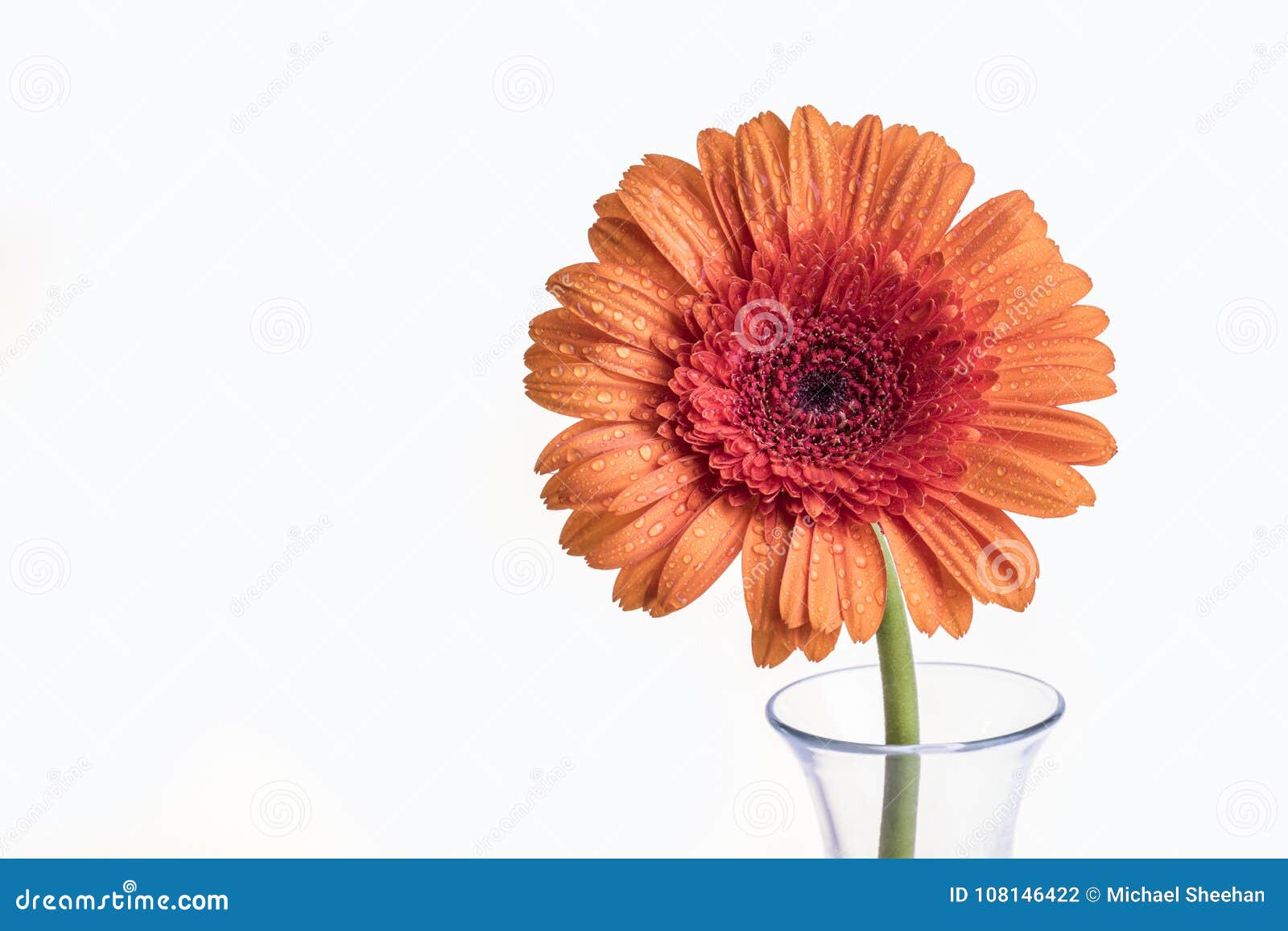 Einzelne Orange Blume Gerber In Einem Vase Stockfoto Bild Von Vase Blume 108146422