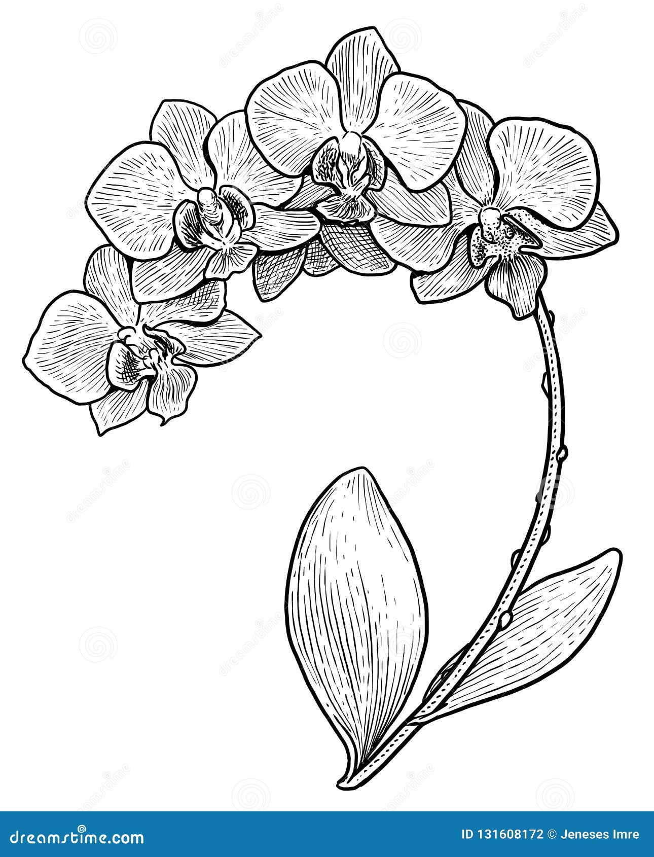 Ejemplo De La Flor De La Orquídea De 07 D, Dibujo, Grabado, Tinta, Línea  Arte, Vector Ilustración del Vector - Ilustración de ramo, acontecimiento:  131608172