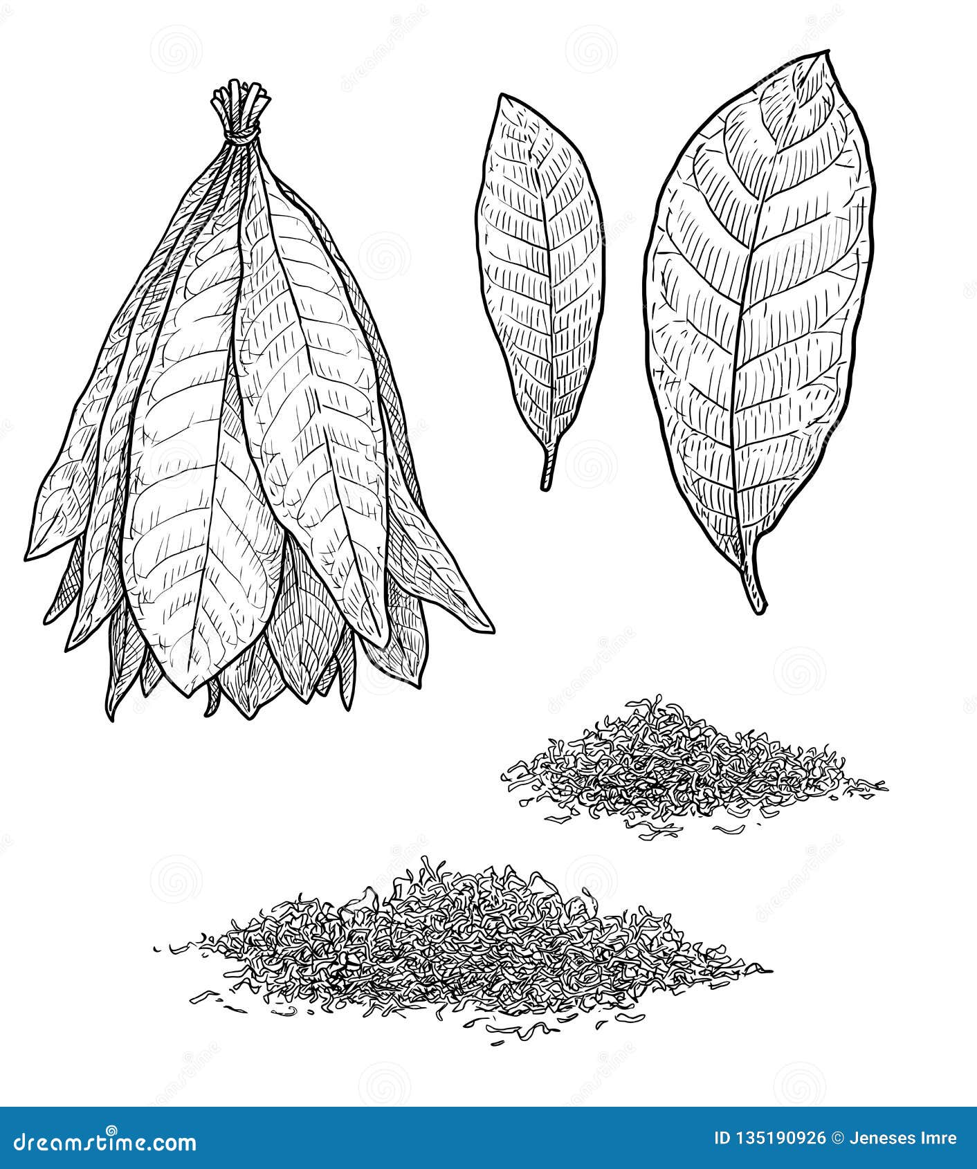 Ejemplo De La Hoja De La Planta De Tabaco, Dibujo, Grabado, Tinta, Línea  Arte, Vector Ilustración del Vector - Ilustración de grabado, aguafuerte:  135190926