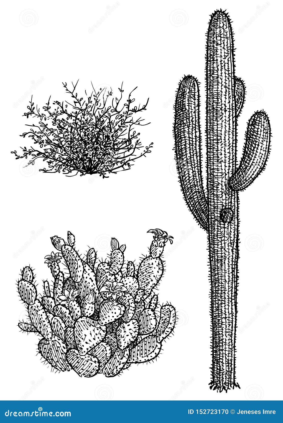Ejemplo De La Planta Y Del Cactus De Desierto, Dibujo, Grabado, Tinta,  Línea Arte, Vector Ilustración del Vector - Ilustración de corte, saguaro:  152723170