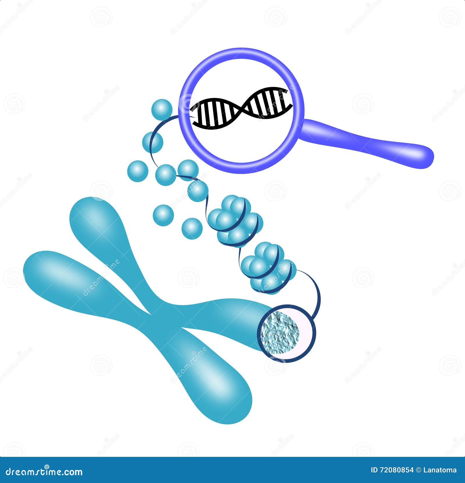 Ejemplo De Un Material Genético Que Desempaqueta De Un Cromosoma a Las  Histonas a La DNA Stock de ilustración - Ilustración de magnifique,  secuencia: 72080854