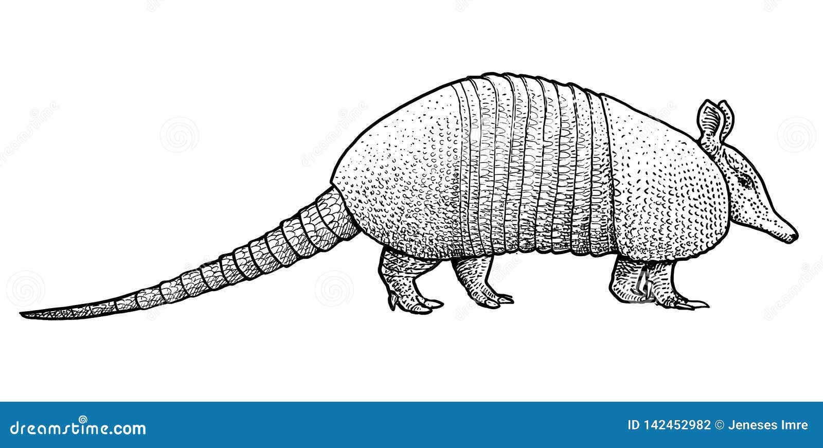 Ejemplo Del Armadillo, Dibujo, Grabado, Tinta, L?nea Arte, Vector  Ilustración del Vector - Ilustración de contorno, corte: 142452982