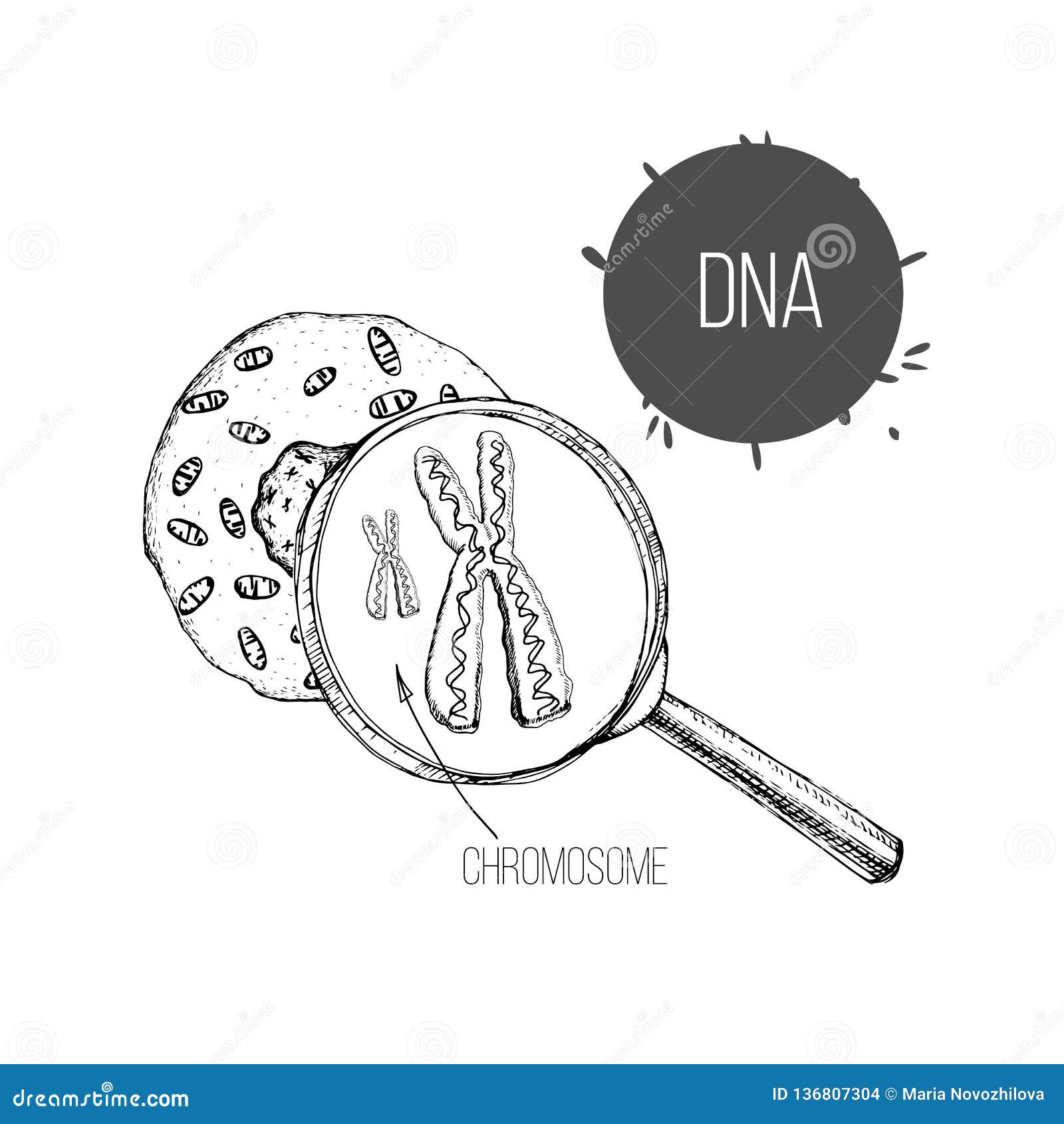 Ejemplo Del Bosquejo Exhausto De La Mano La Estructura De La DNA Debajo De  La Lupa Ingeniería Genética De Dibujo Estructura De Cé Ilustración del  Vector - Ilustración de hélice, farmacia: 136807304