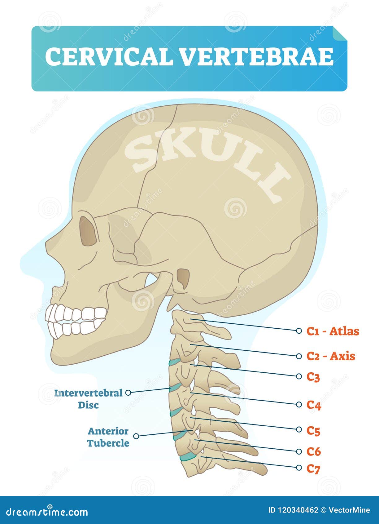 Lista 96+ Foto Nombres De Las Vertebras Cervicales El último