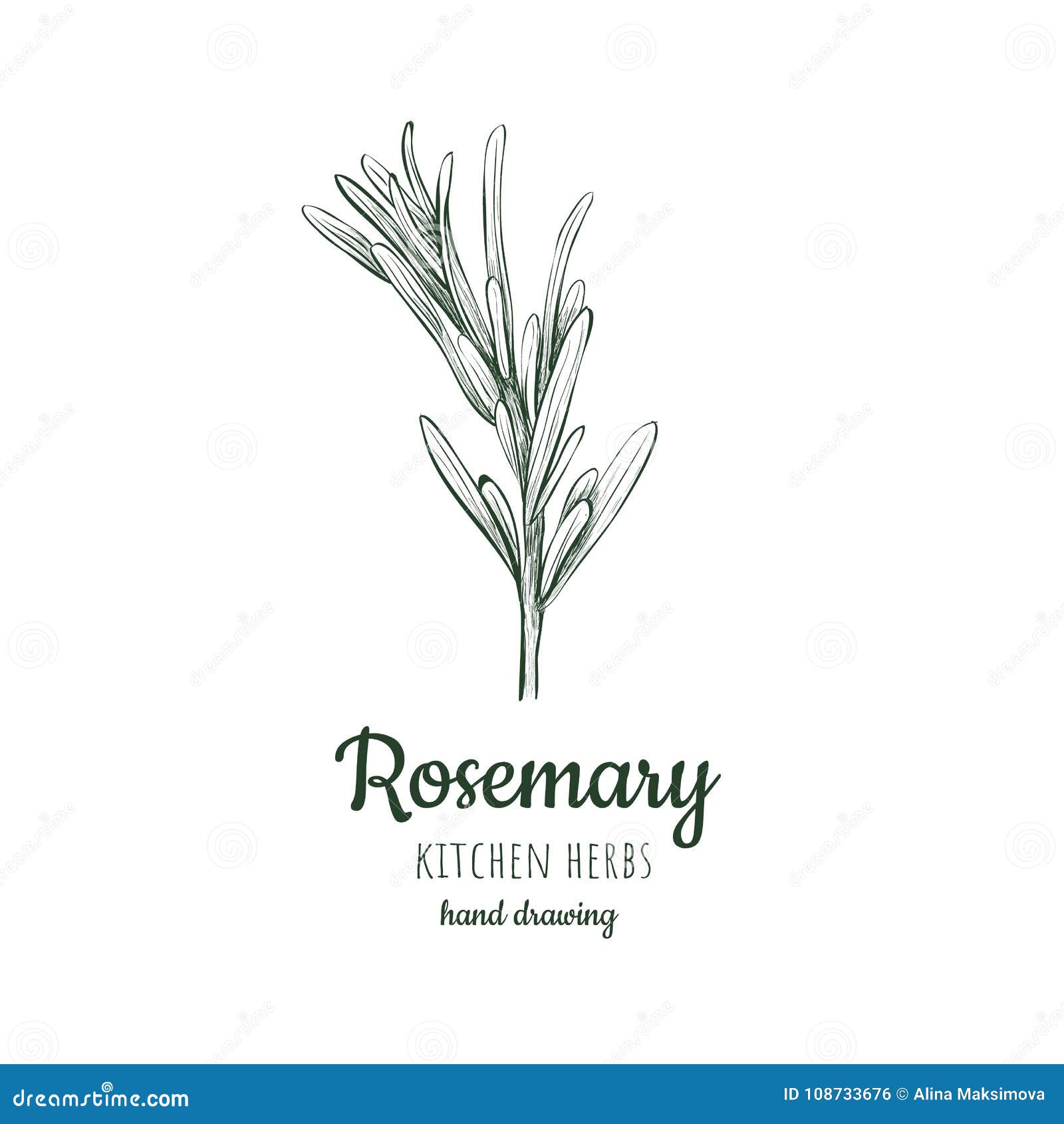 Ejemplo Del Vector De Rosemary Ilustración del Vector Ilustración de
