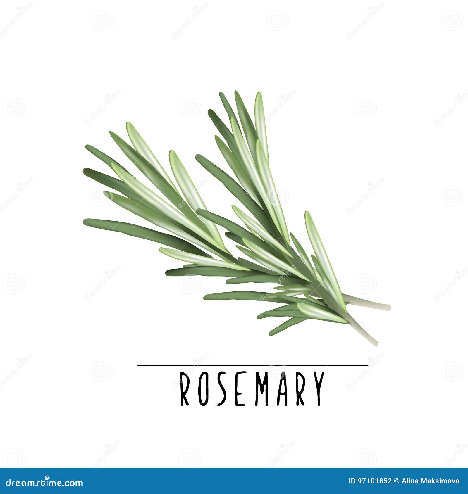 Ejemplo Del Vector De Rosemary Ilustración del Vector Ilustración de