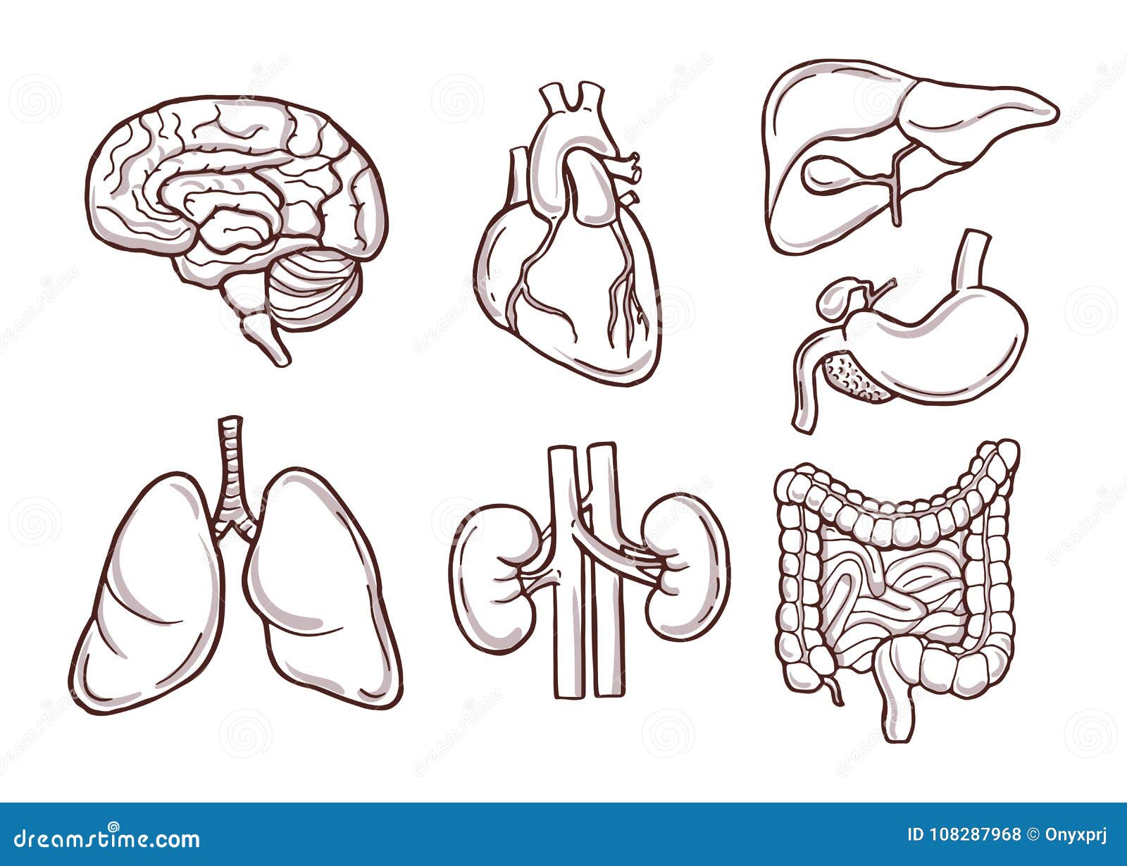 Ejemplo Dibujado Mano De órganos Humanos Imágenes Médicas Ilustración del  Vector - Ilustración de interno, medicina: 108287968
