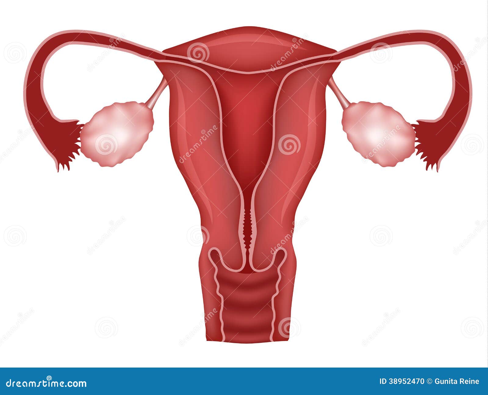 Ejemplo Normal De La Matriz Y De Los Ovarios Ilustración 