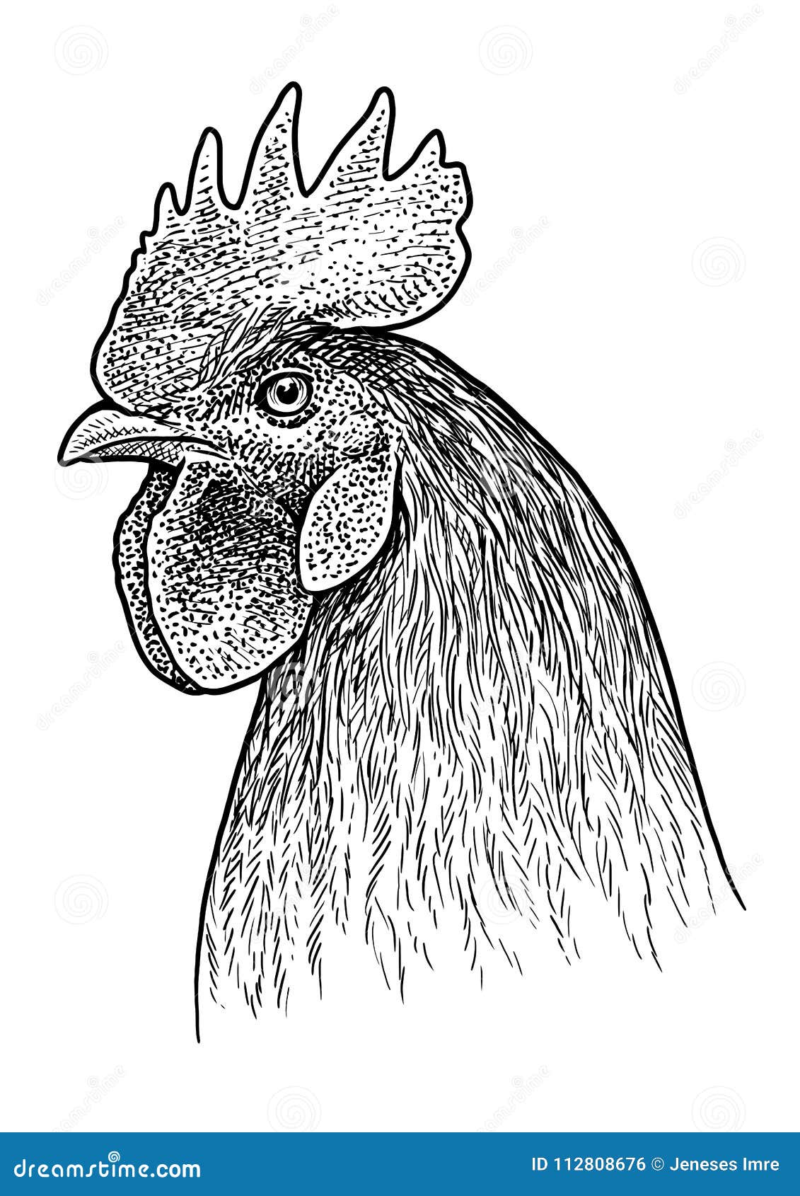 Ejemplo Principal Del Retrato Del Gallo, Dibujo, Grabado, Tinta, Línea  Arte, Vector Ilustración del Vector - Ilustración de pollo, mano: 112808676