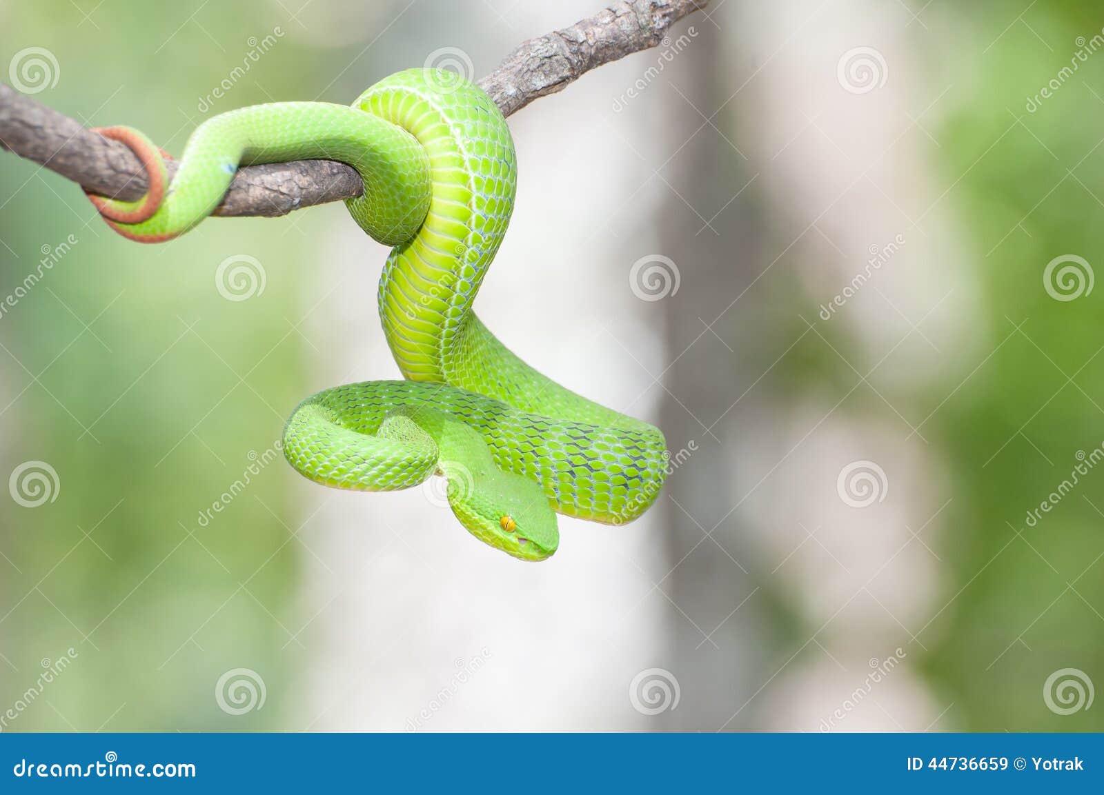 ekiiwhagahmg snakes (snakes green)