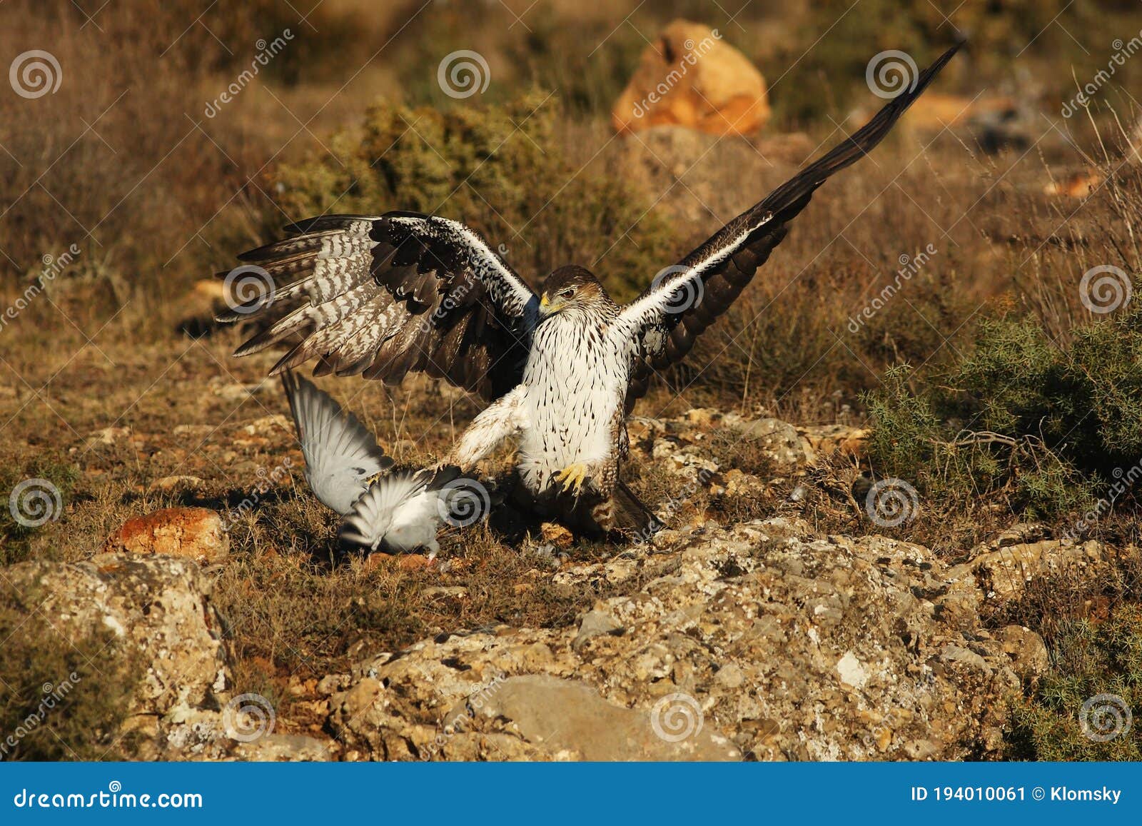El águila Acula Fasciata De Los Bonellis Al Cazar Pichón. Un águila Grande  Con Alas Estiradas Ataca a Una Paloma Imagen de archivo - Imagen de  salvaje, paloma: 194010061