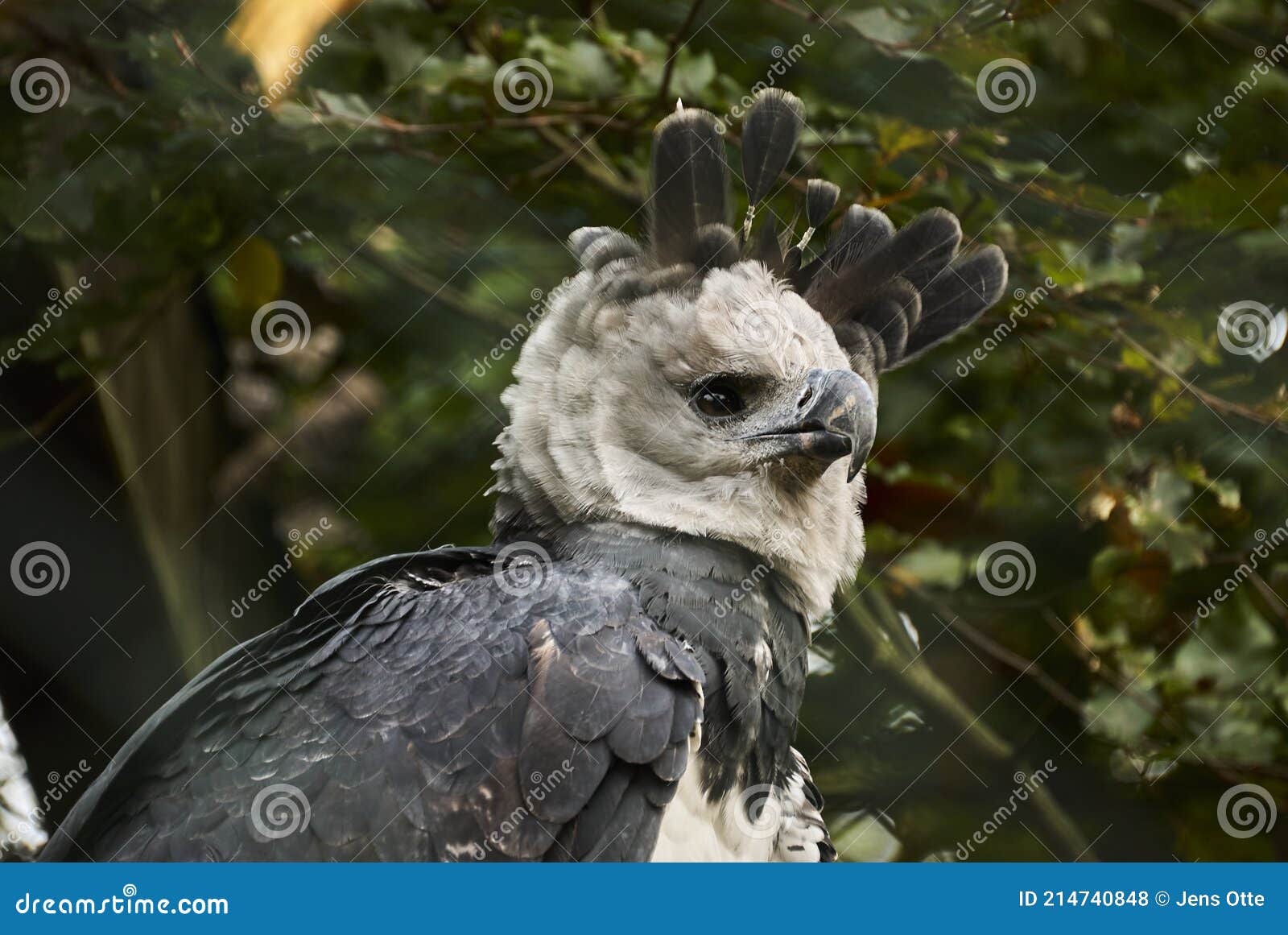 El águila Arpía Harpia Harpyja También Se Llama El águila Arpía Americana  Foto de archivo - Imagen de pico, potencia: 214740848