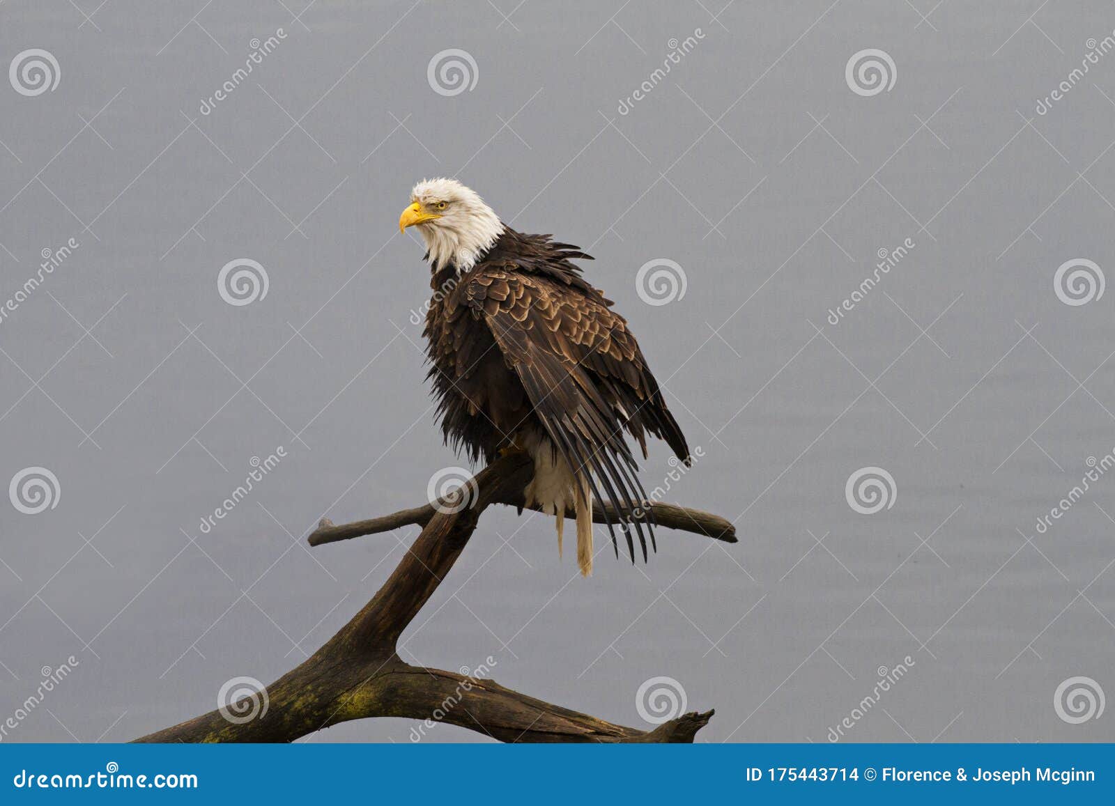 El águila Calva Con Remolque Seca Grimpiamente El Plumaje Húmedo Foto de  archivo - Imagen de preocupado, rapaz: 175443714