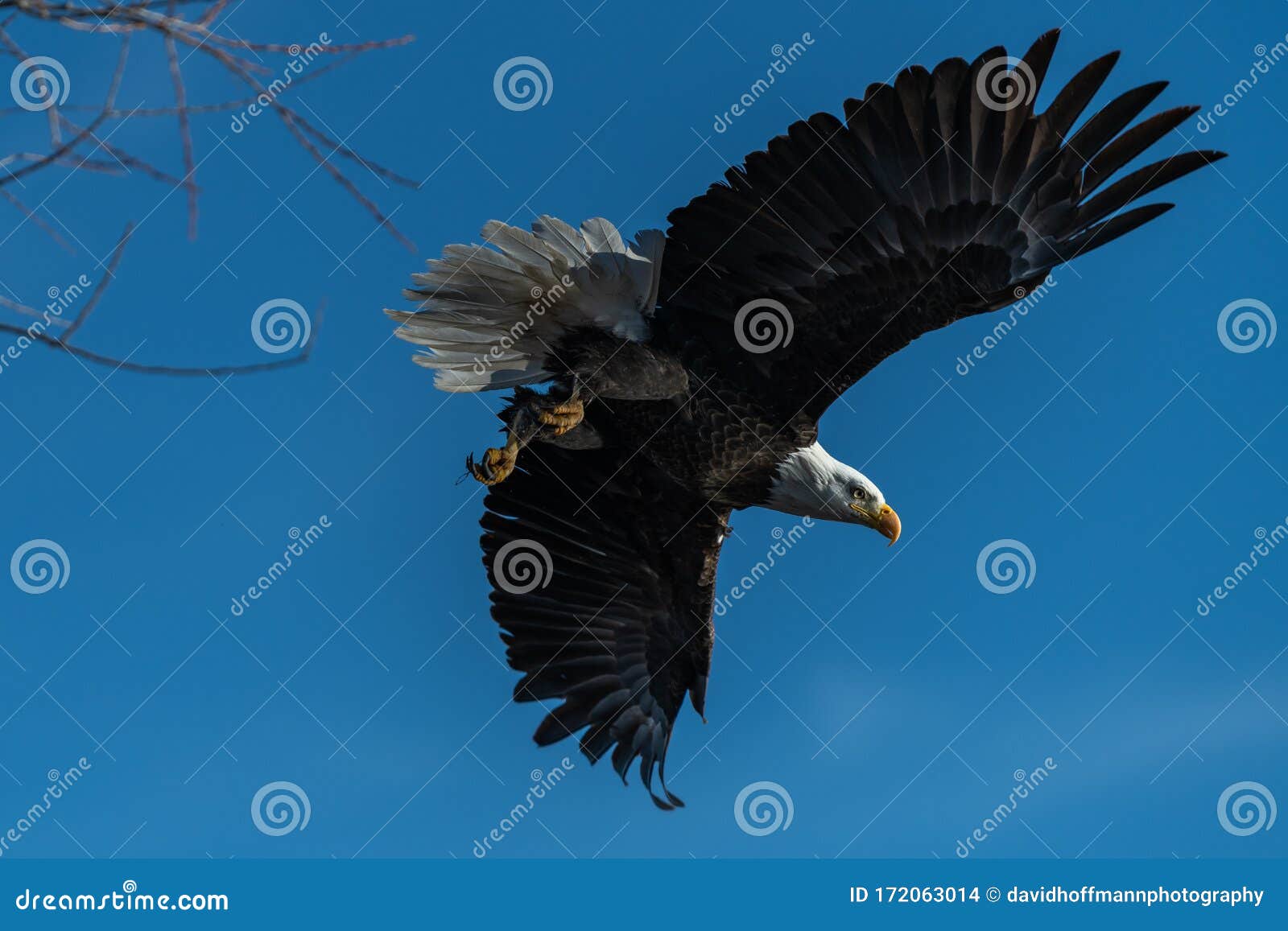 El águila Calva Se Eleva En Las águilas De Vuelo Volando Foto de archivo -  Imagen de escénico, pico: 172063014