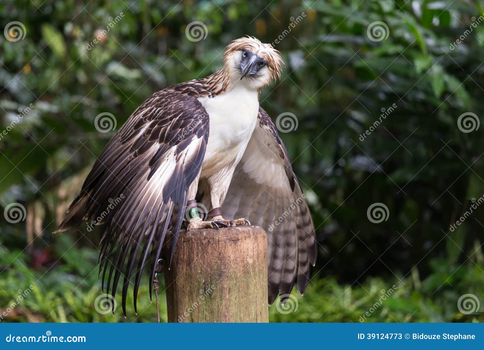 Resultado de imagen para aguila filipina