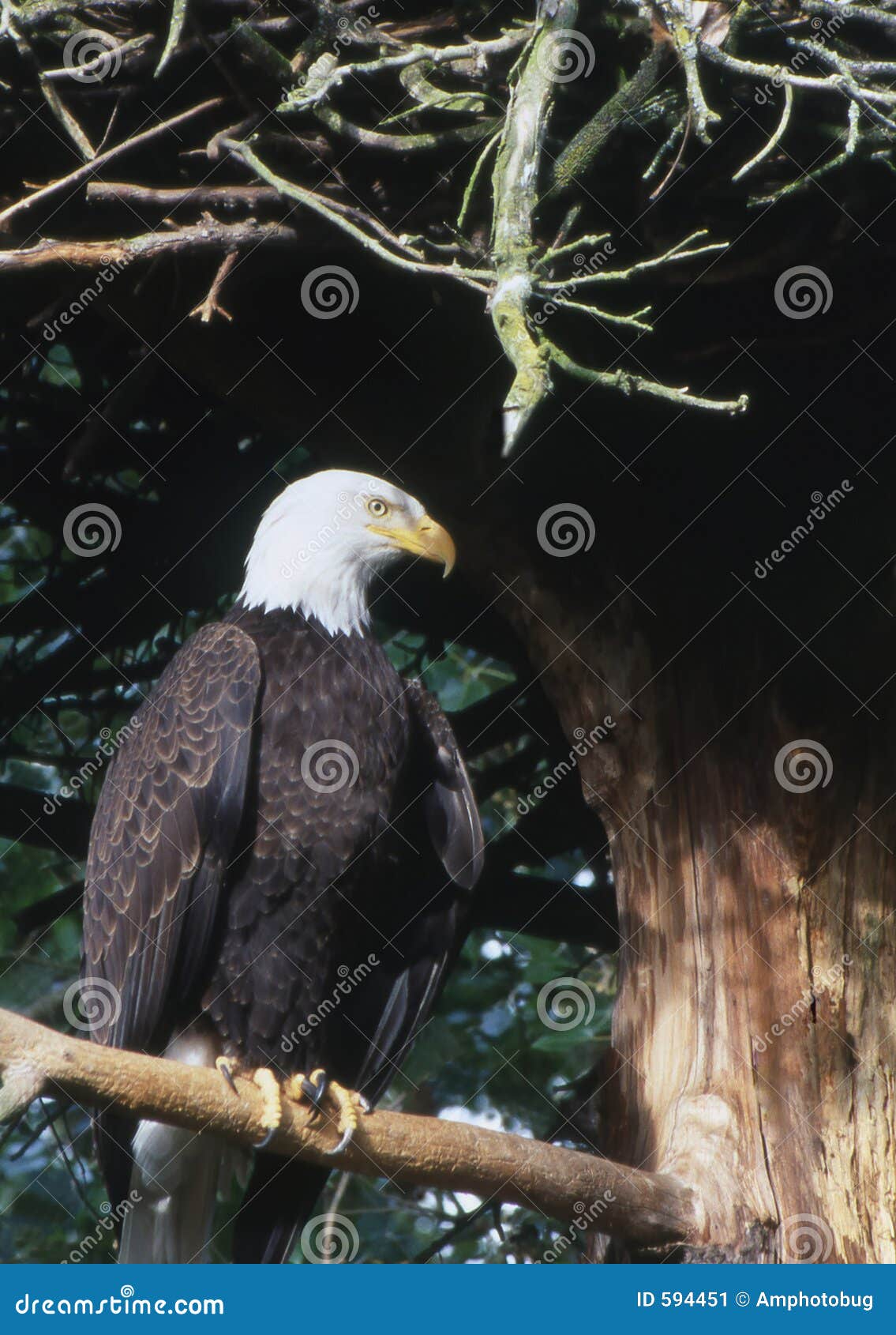 El águila ha aterrizado imagen de archivo. Imagen de naturalness - 594451