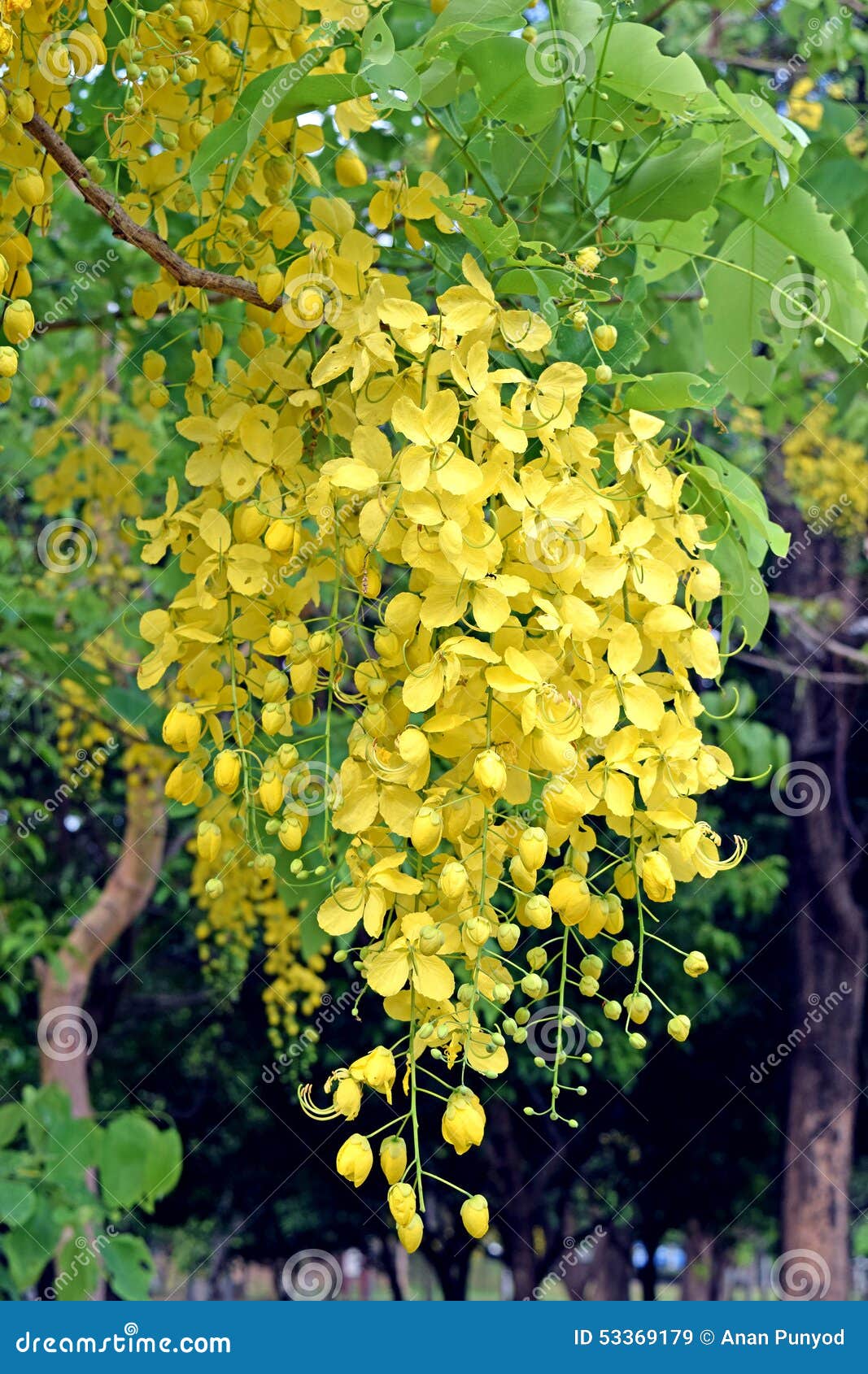 El árbol De Ducha De Oro, Nombre Amarillo Hermoso De La Flor Es  Ratchaphruek Imagen de archivo - Imagen de limpio, forma: 53369179