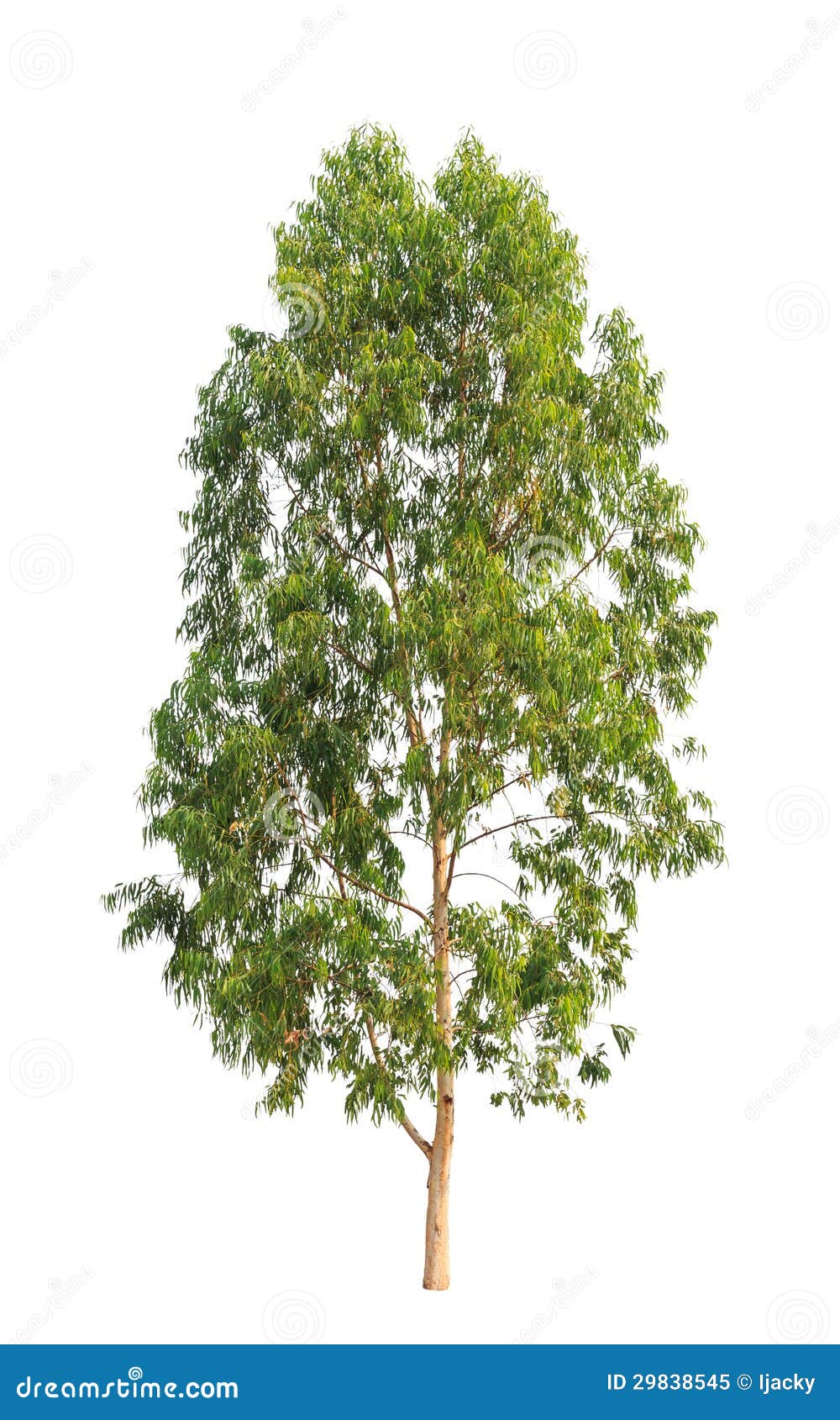 Árbol de eucalipto imagen de archivo. Imagen de planta - 29838545