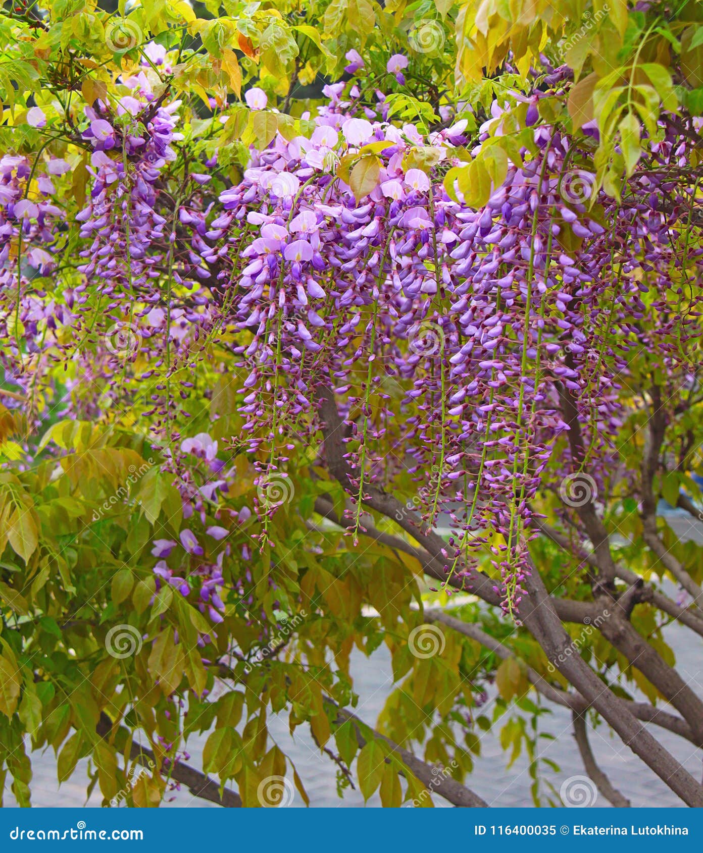 Details 100 flores lilas colgantes