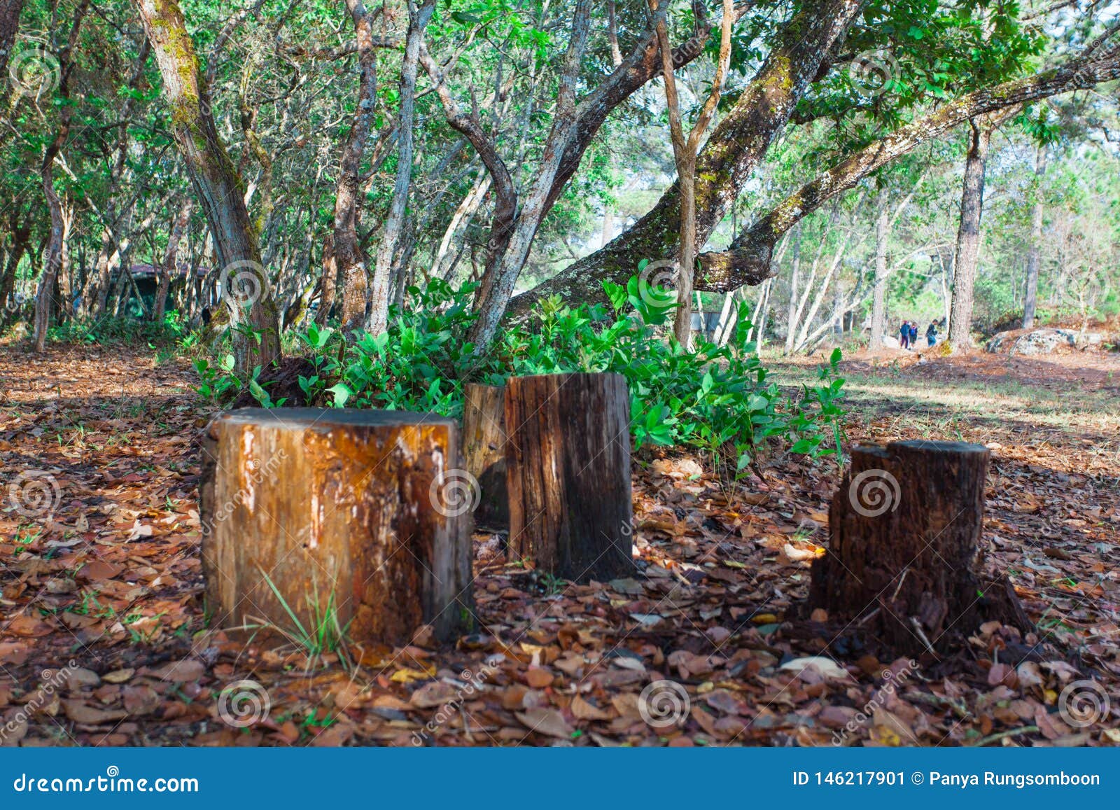 El árbol Fue Cortado, Saliendo Solamente De Un Tocón Imagen de archivo -  Imagen de frondoso, lata: 146217901