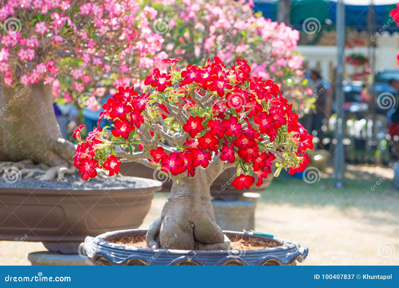 El árbol O El Desierto Rojo Del Adenium De La Flor Subió En Maceta Imagen  de archivo - Imagen de flor, color: 100407837