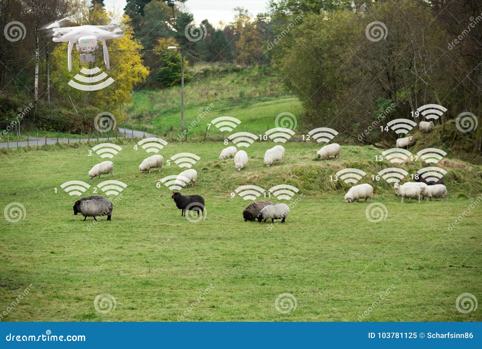 El abejón cuenta ovejas imagen de archivo. Imagen de digital - 103781125