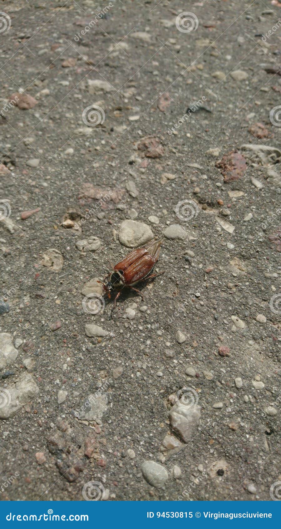 El abejorro va a la calle. Escarabajos en Lituania: Insecto de Brown - abejorro