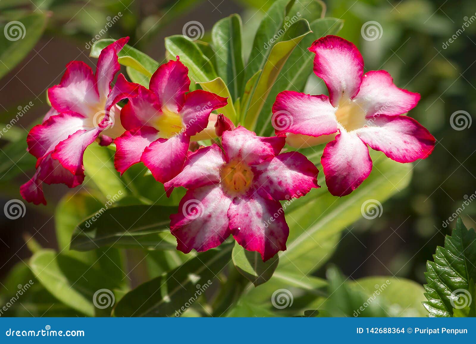 El Adenium Que Está Floreciendo El Rosa Es El Nombre De Una Planta Colorida  De Flores Hermosas Foto de archivo - Imagen de color, fondo: 142688364