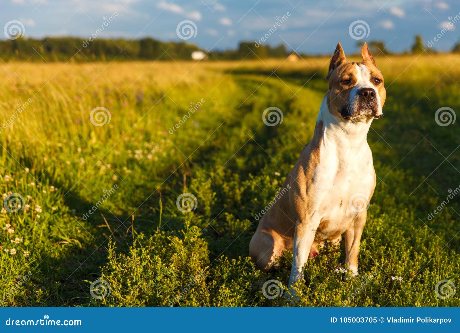 https es dreamstime com el americano pit bull terrier en color amarillo naturaleza se sienta la hierba image105003705