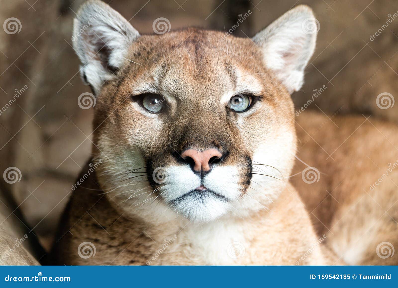 El Animal Salvaje Puma American Cougar Parece Imagen de archivo Imagen de endangered: 169542185