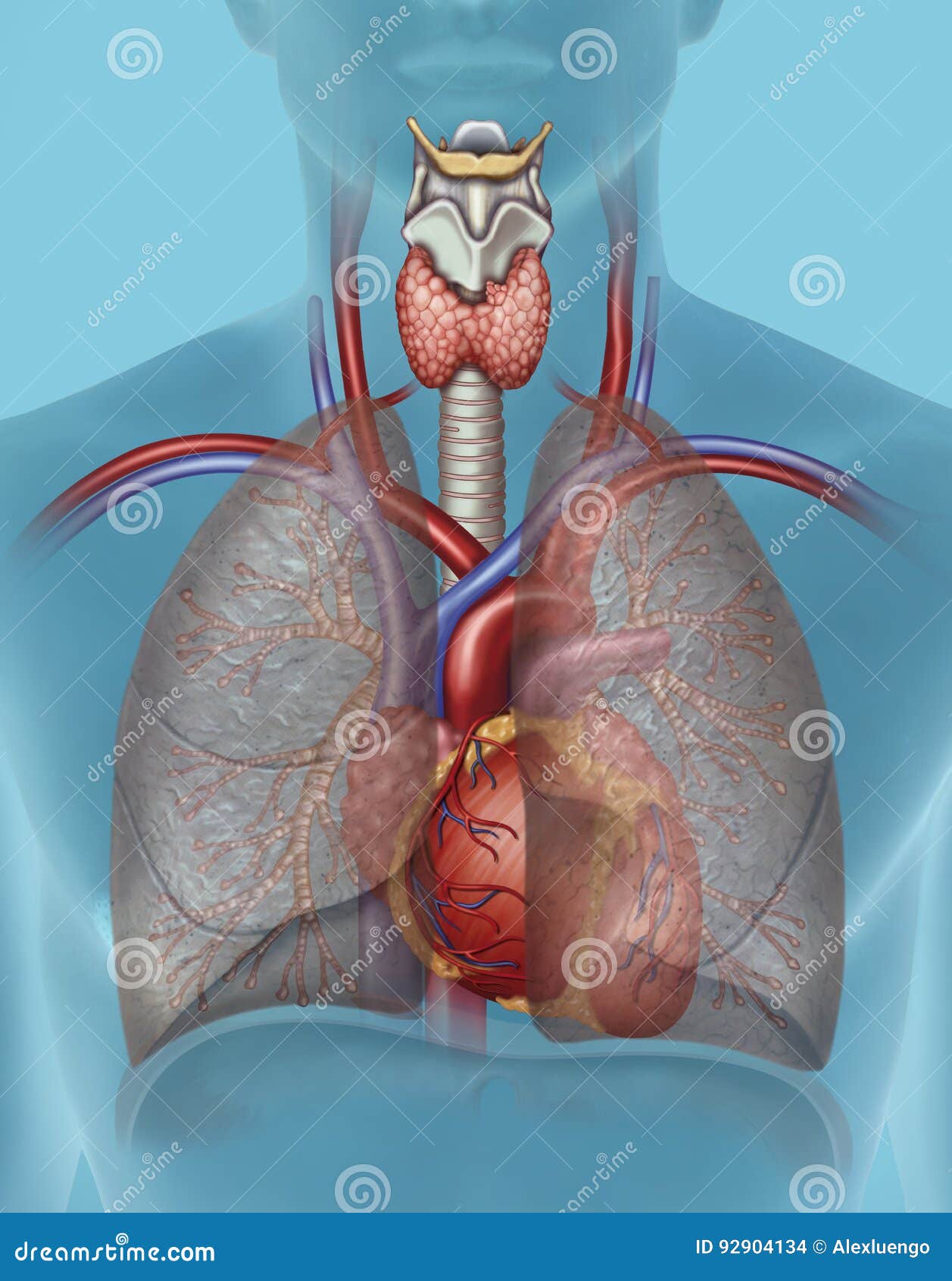 el aparato cardio-respiratorio